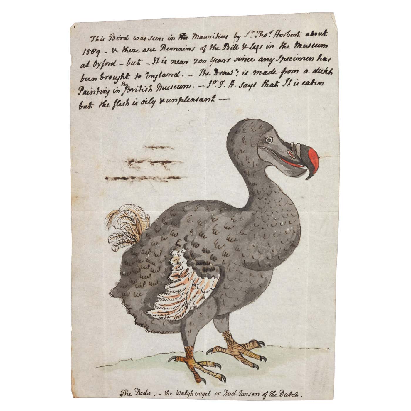 18 Inch Dodo An extremely rare 18th century drawing of a Dodo For Sale at 1stDibs ...