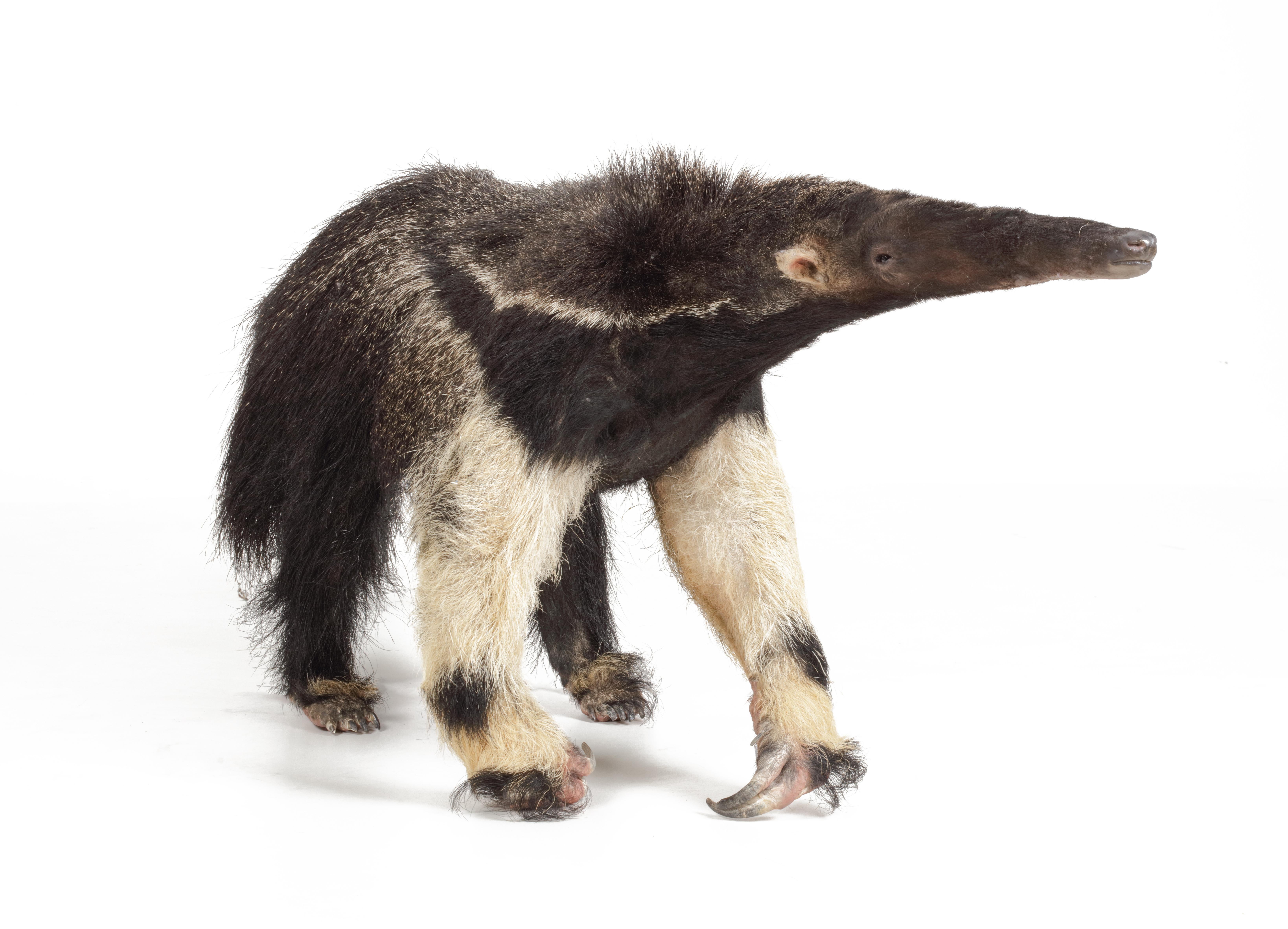 Giant Anteater (Myrmecophaga tridactyla), äußerst seltene antike Tierpräparate

1. Hälfte 20. Jahrhundert
Die wunderbare Kreatur ist in sehr gutem Zustand und von sehr guter Qualität, da es sich um eine kürzlich montierte antike Haut