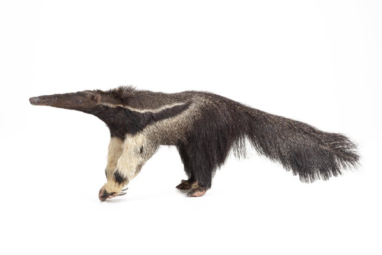 Un oso hormiguero gigante (Myrmecophaga tridactyla) taxidermia
