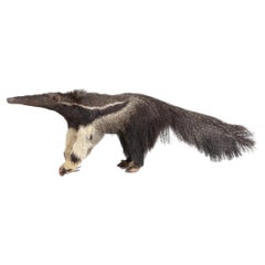 An extremely rare antique taxidermy Giant Anteater (Myrmecophaga tridactyla)