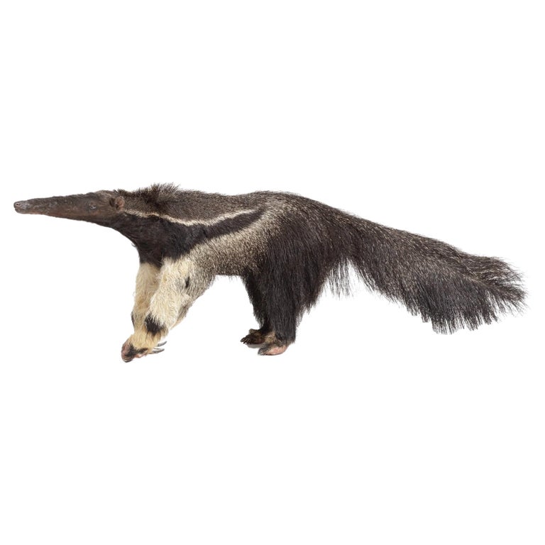 An extremely rare antique taxidermy Giant Anteater (Myrmecophaga  tridactyla) For Sale at 1stDibs dali anteater, anteater albino, fluffy  anteater