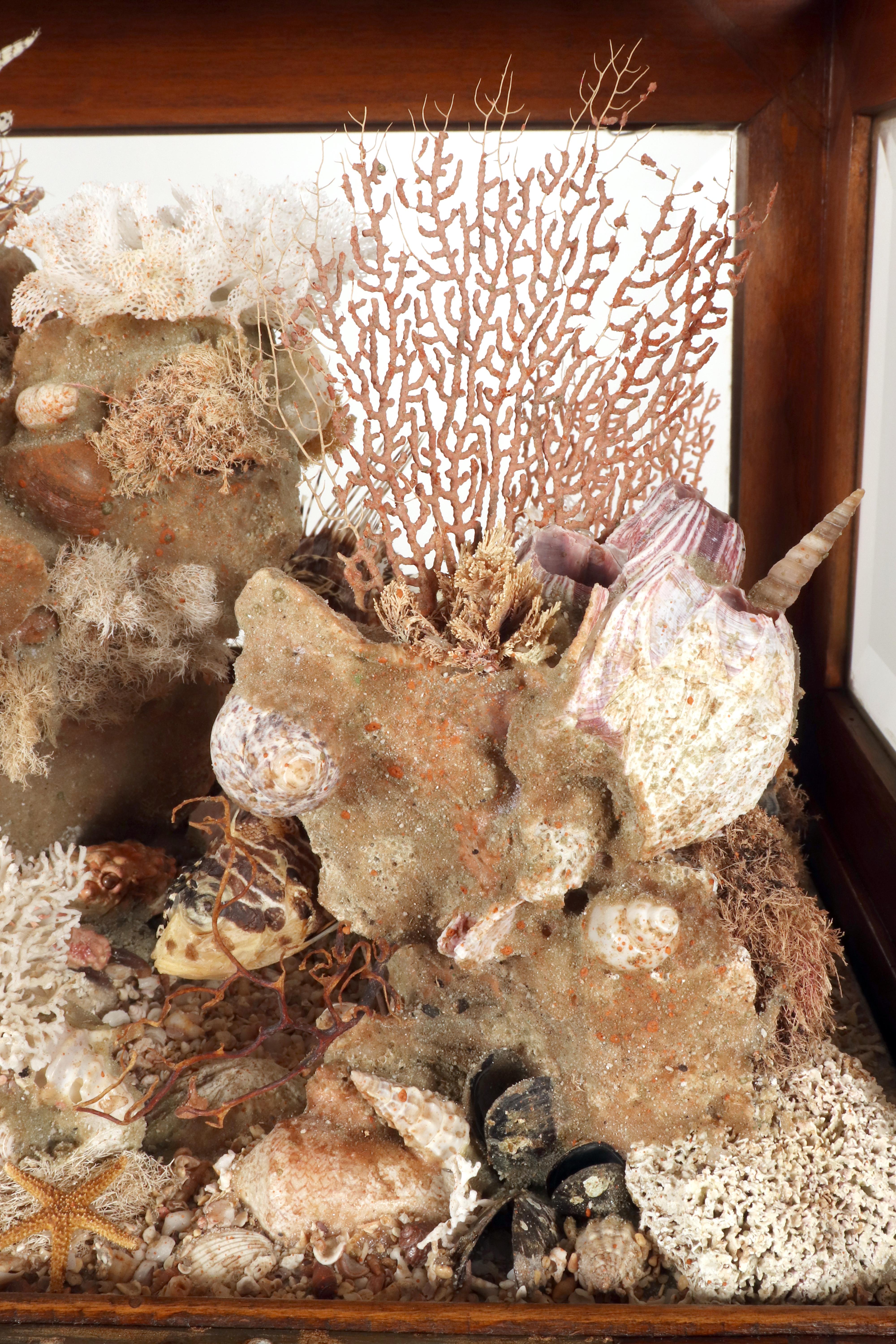 Importante diorama que representa un ambiente marino, Italia hacia 1830. en venta 5