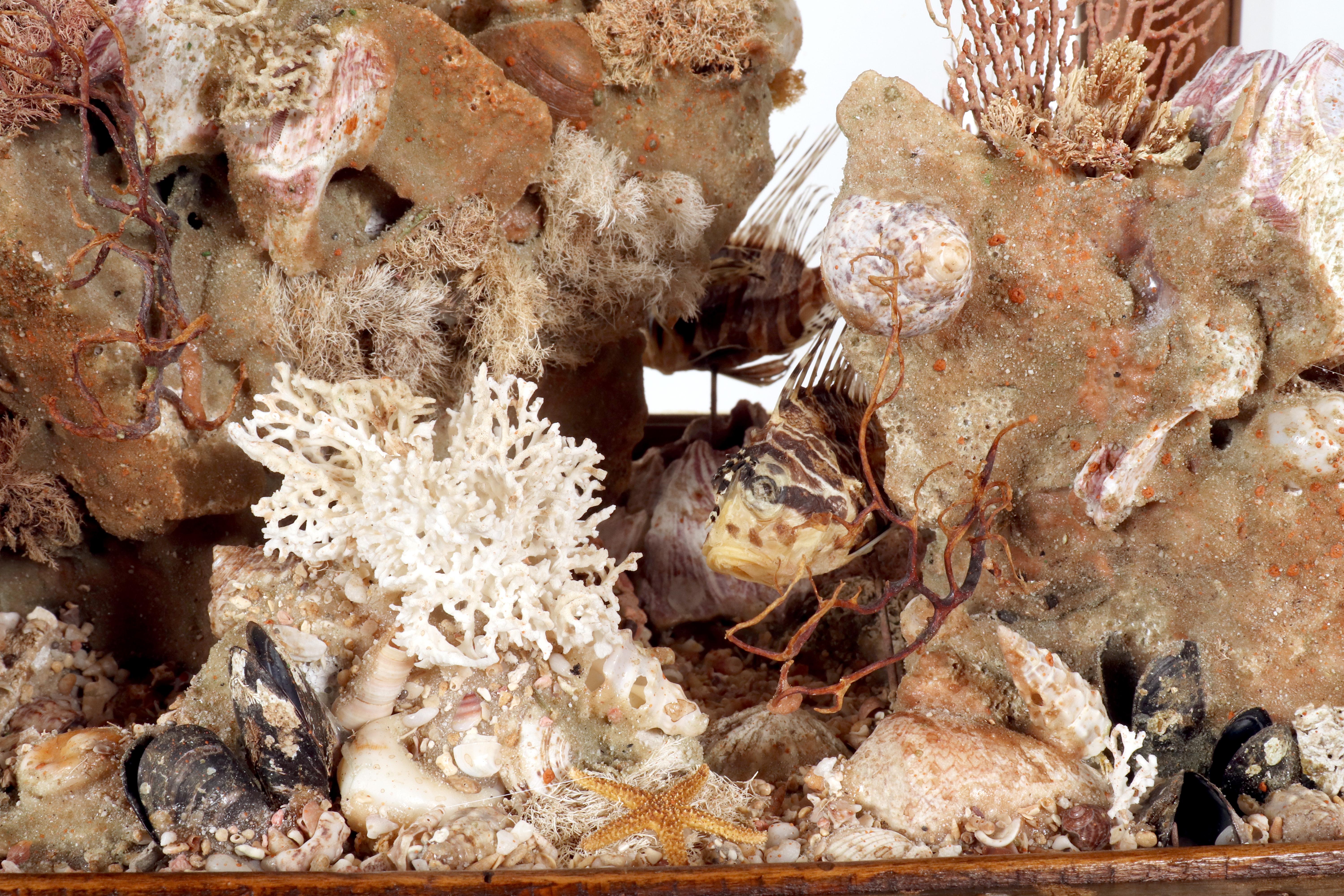 Importante diorama que representa un ambiente marino, Italia hacia 1830. en venta 7