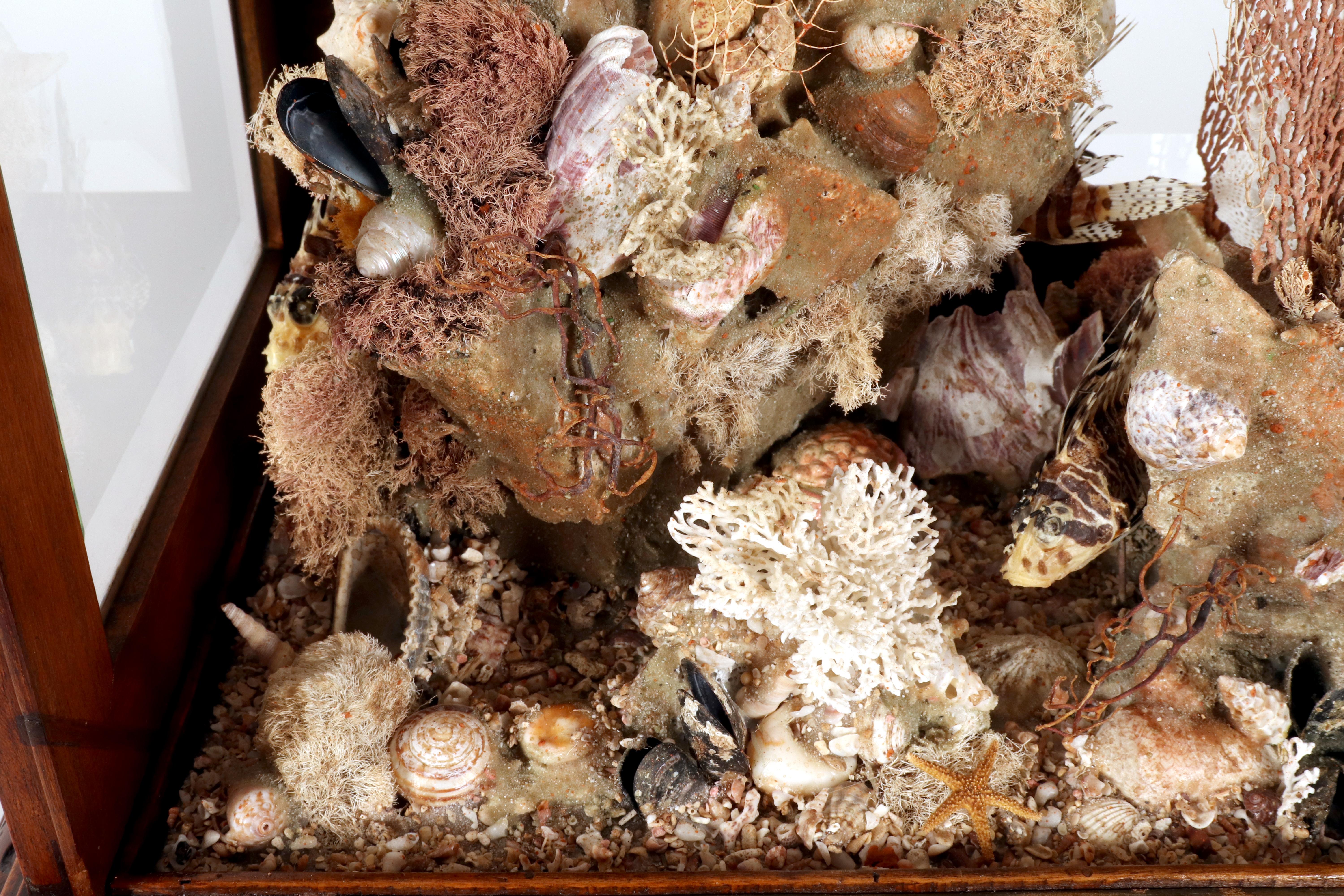 Importante diorama que representa un ambiente marino, Italia hacia 1830. en venta 3