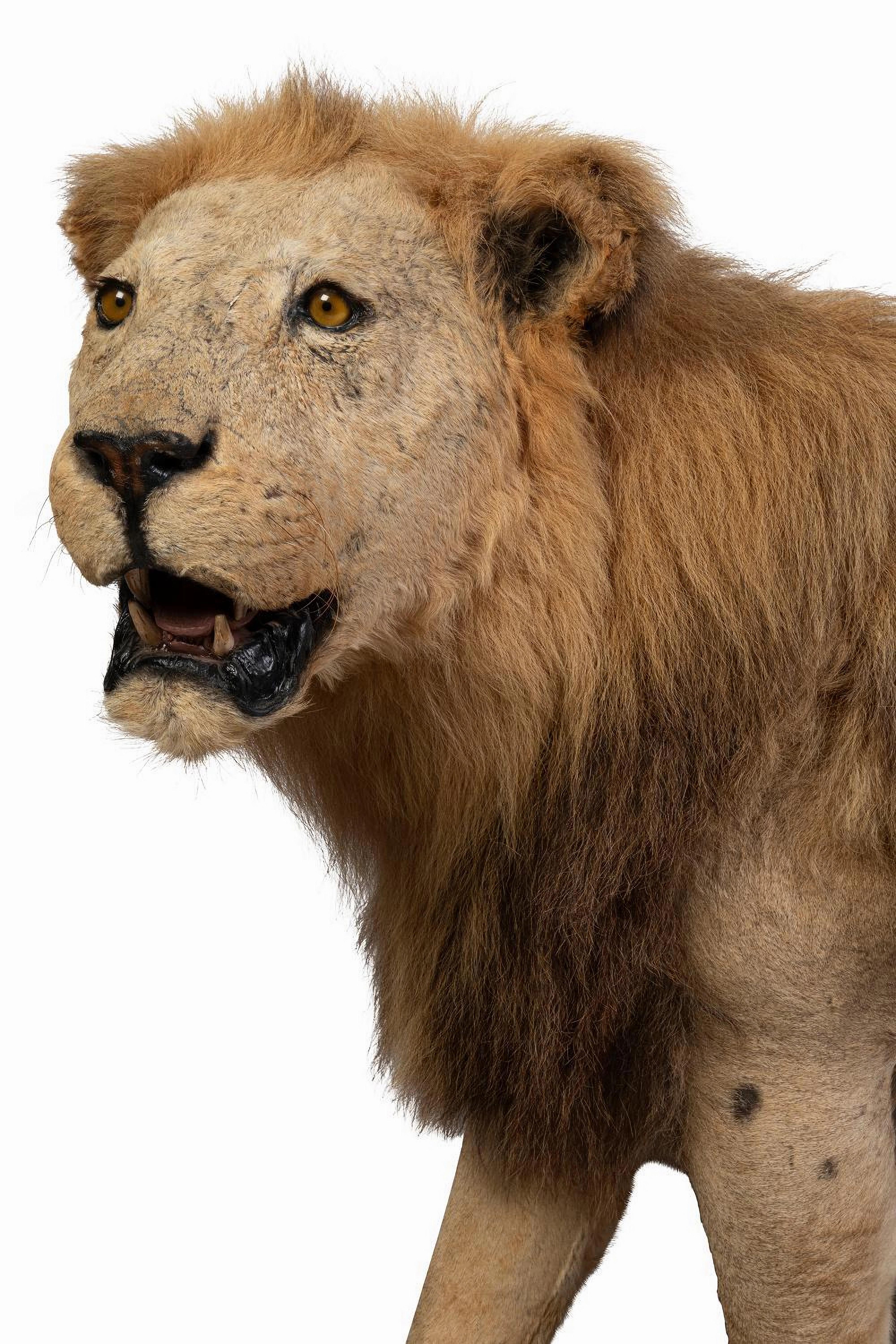 Ein beeindruckender vollständig montierter afrikanischer männlicher Taxidermied-Löwen, 20. Jahrhundert

In schreitender Haltung und mit nach links geneigtem Kopf, erhoben auf einem naturalistischen Fels- und Sandsockel, untergebracht in einem