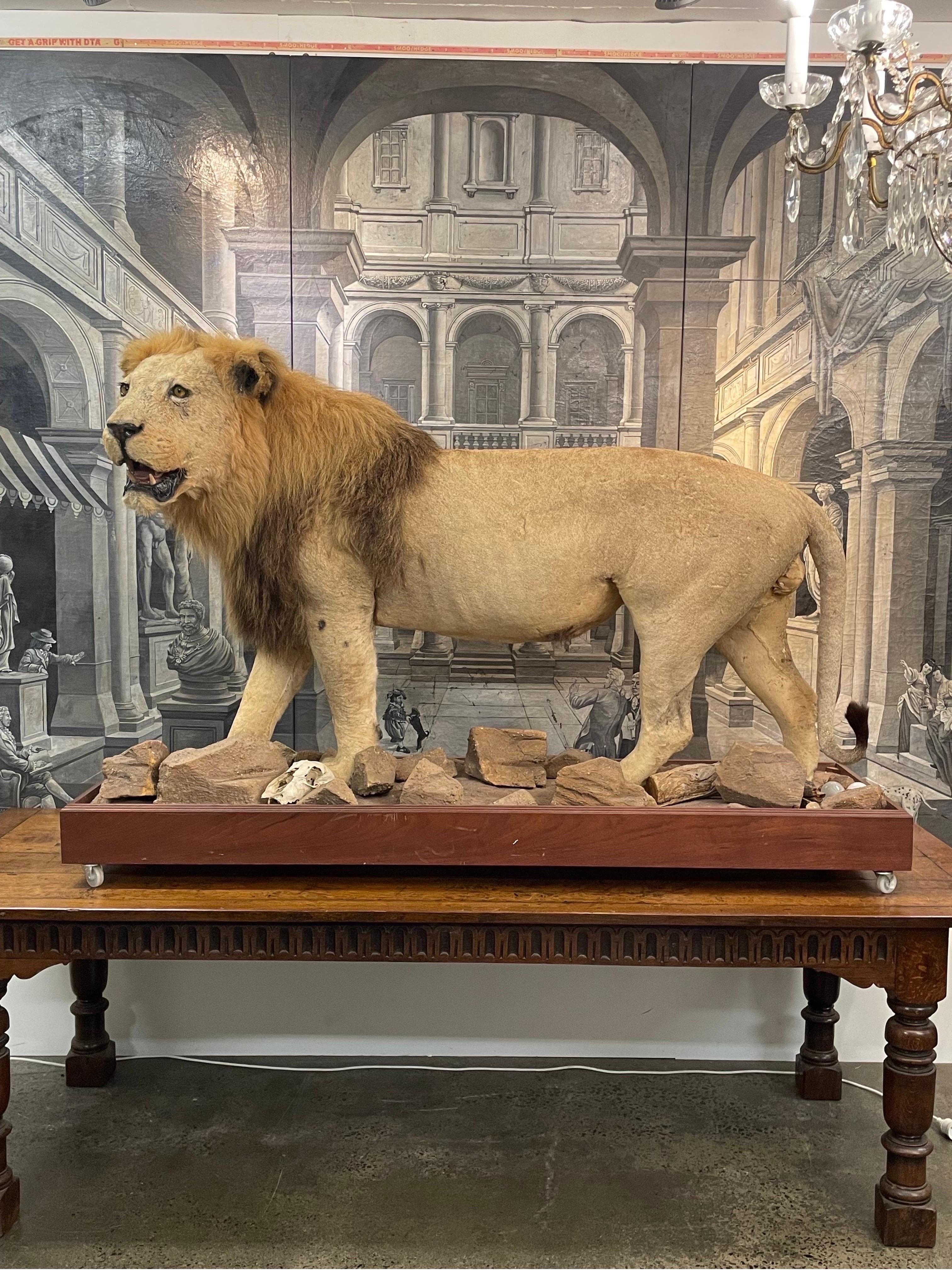 taxidermy lion for sale