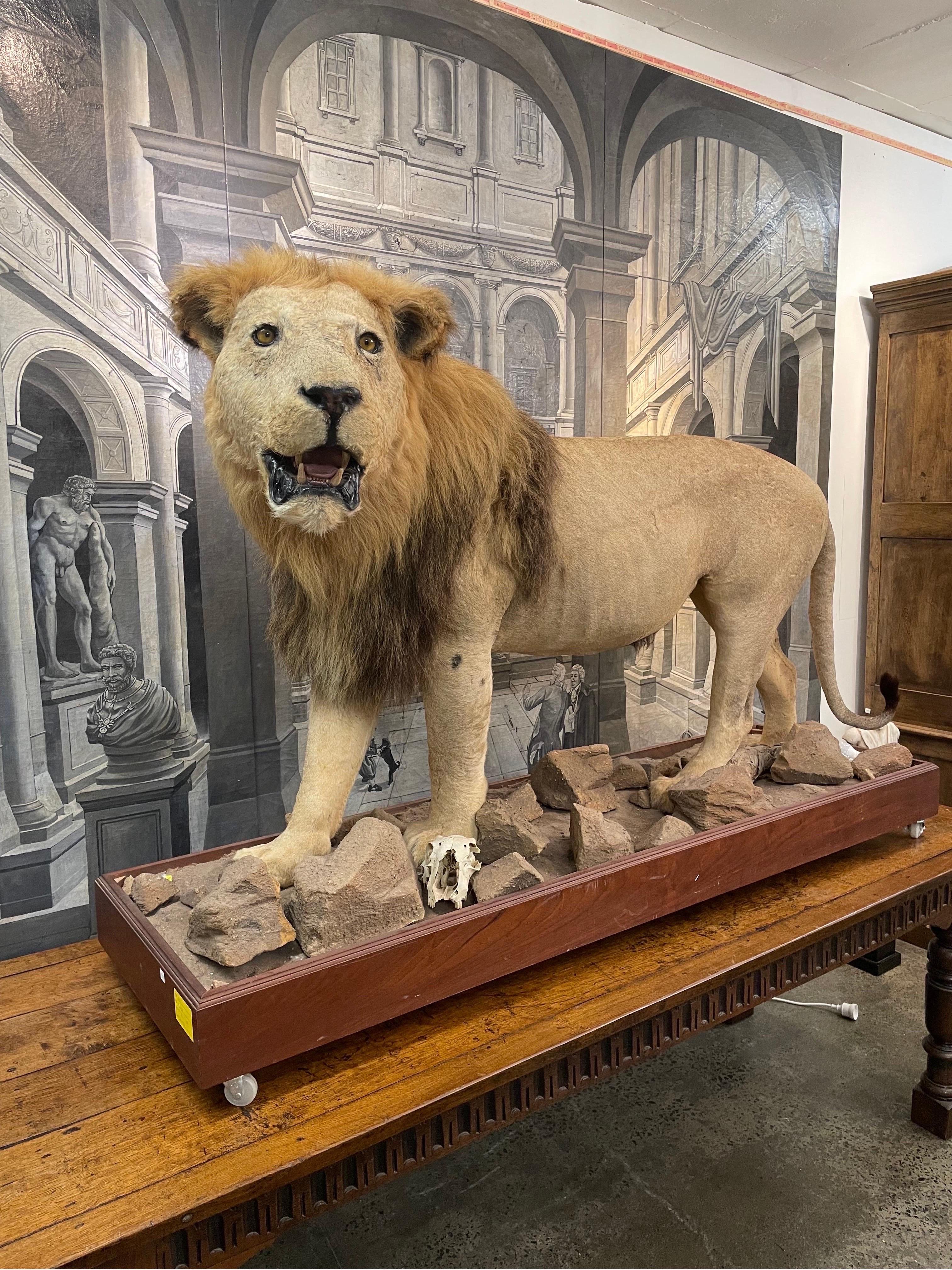 20ième siècle Impressionnant lion masculin africain assailli entièrement monté, 20e siècle en vente