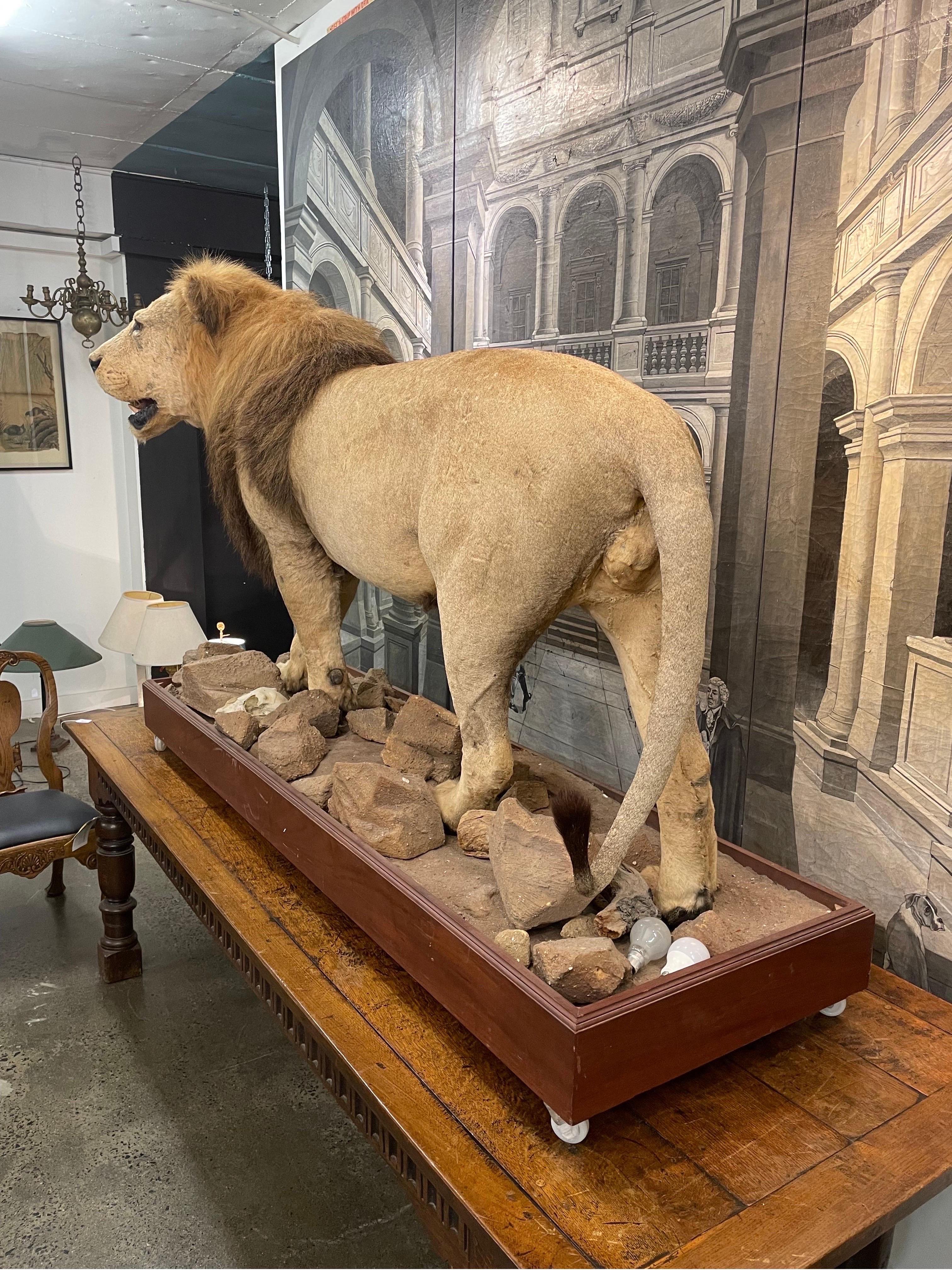 Peau d'animal Impressionnant lion masculin africain assailli entièrement monté, 20e siècle en vente