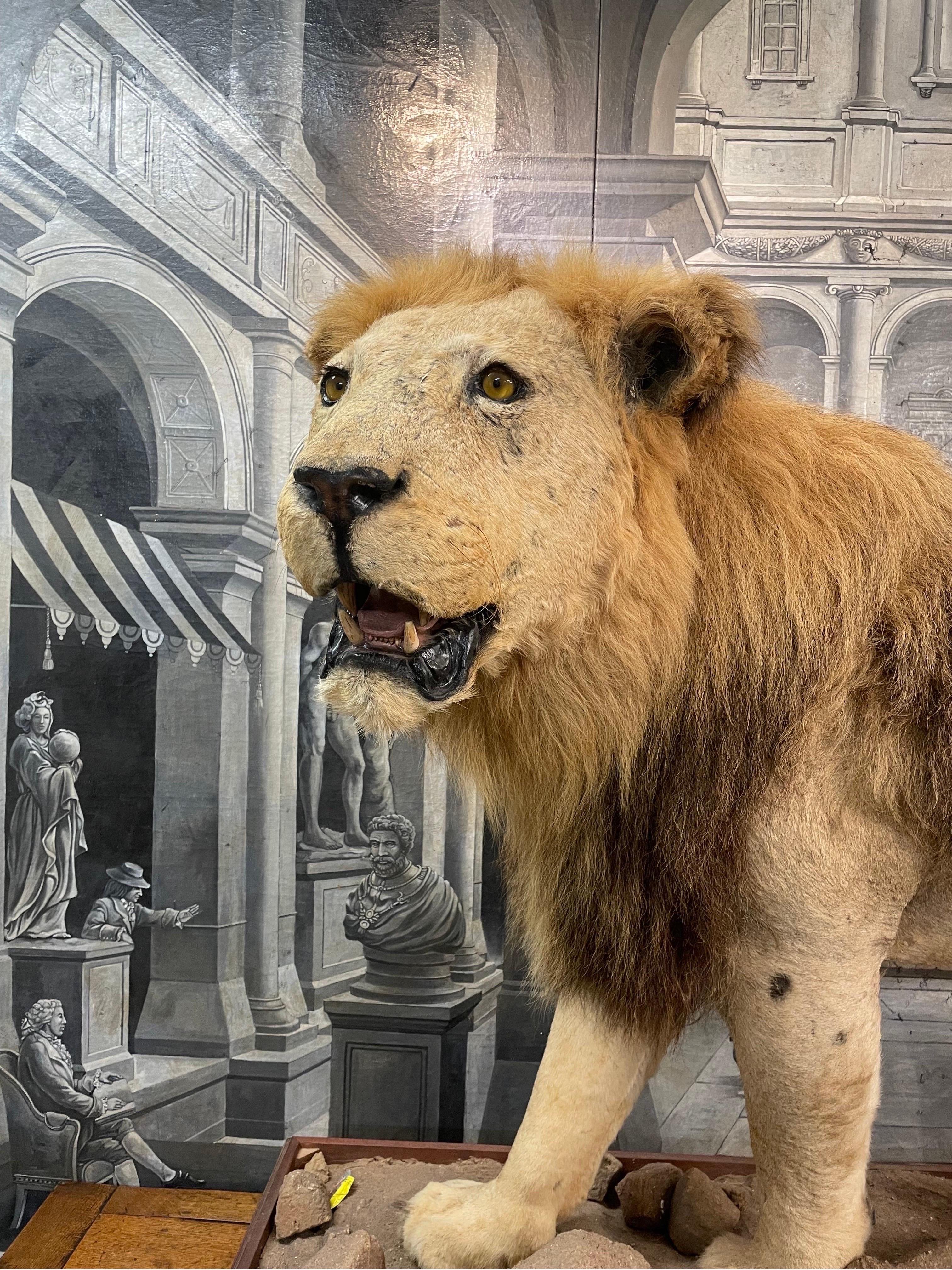 Impressionnant lion masculin africain assailli entièrement monté, 20e siècle en vente 1