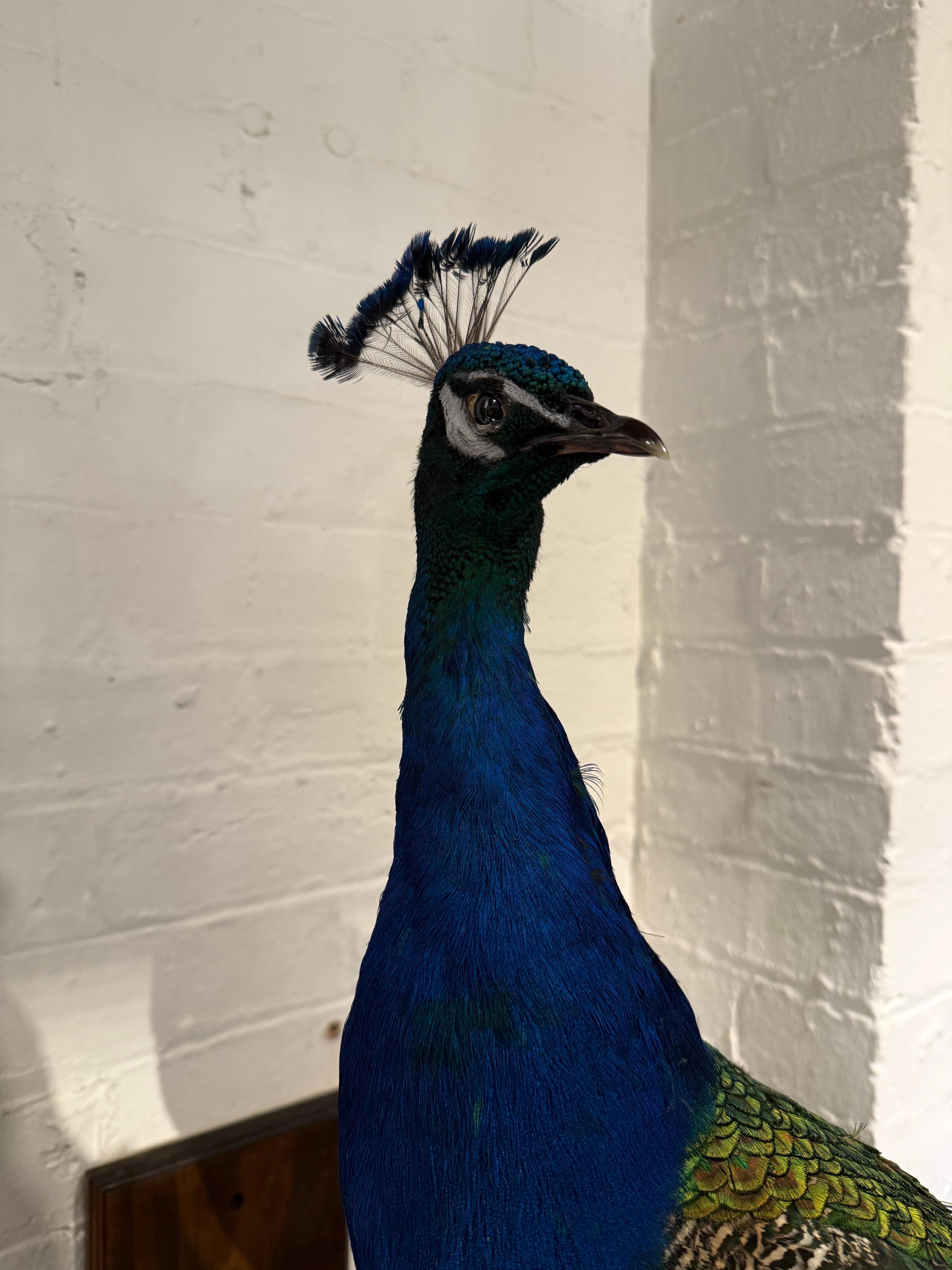 An Impressive Taxidermy Peacock For Sale 3