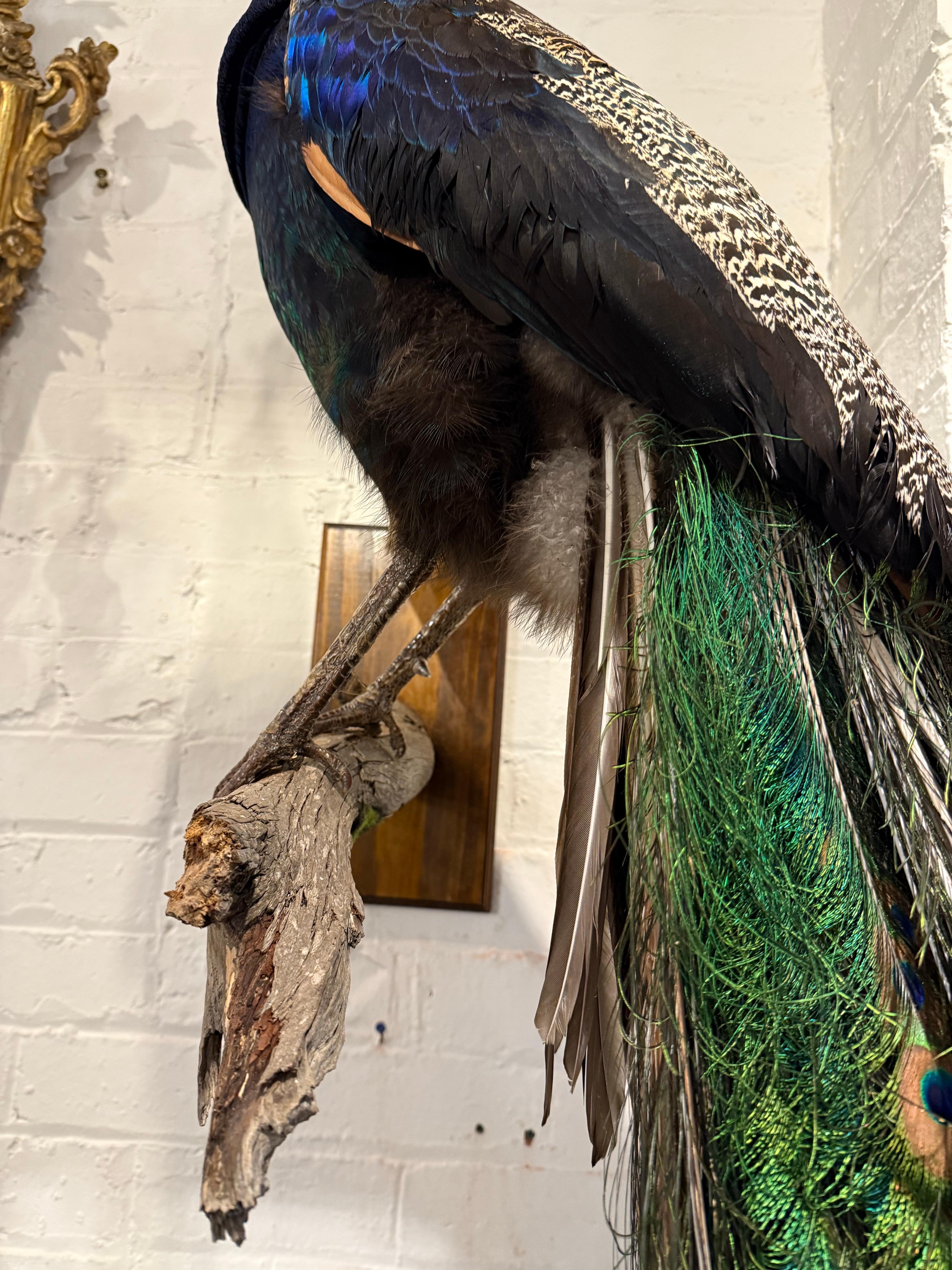 An Impressive Taxidermy Peacock For Sale 4