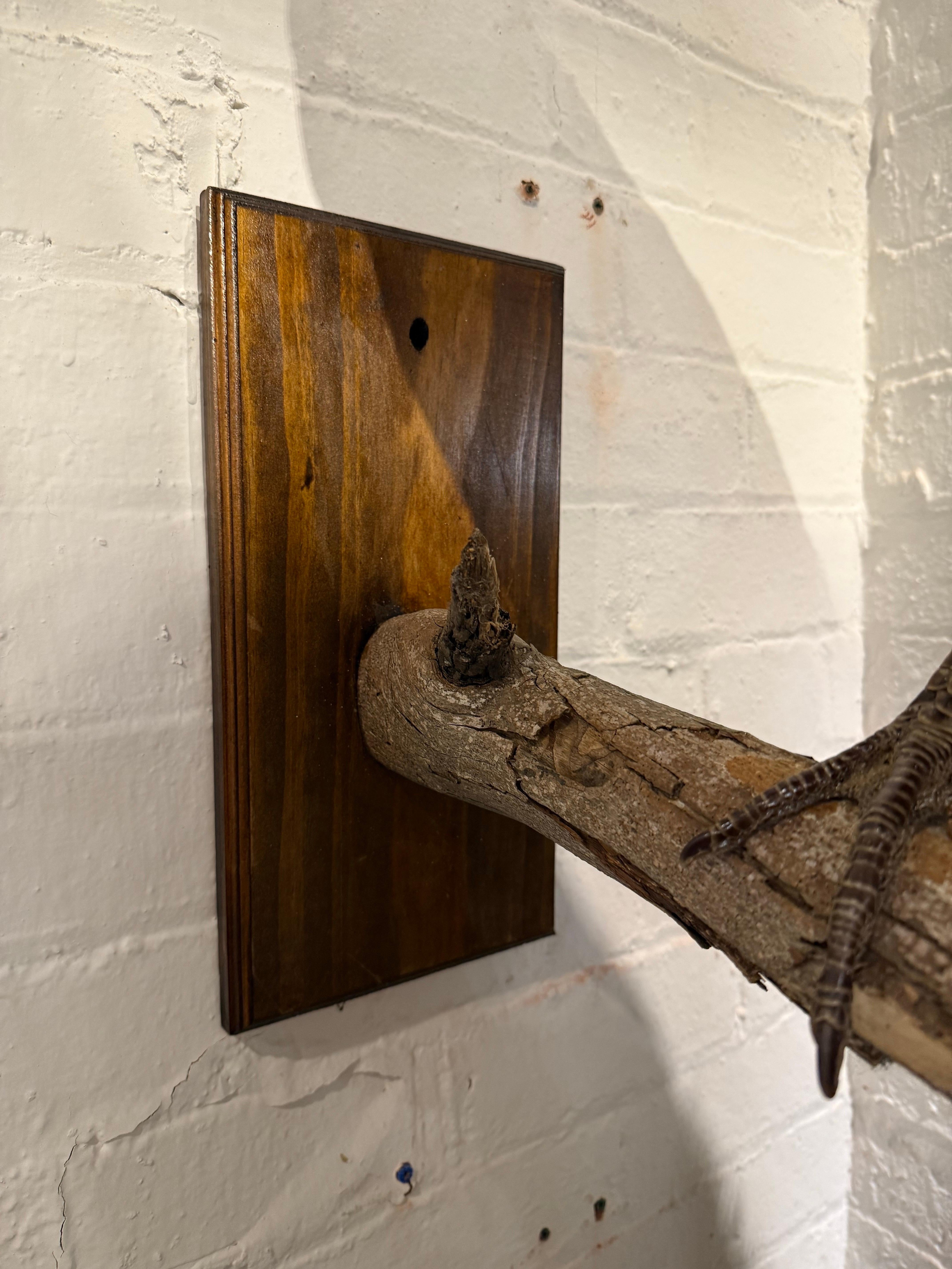 An Impressive Taxidermy Peacock For Sale 5