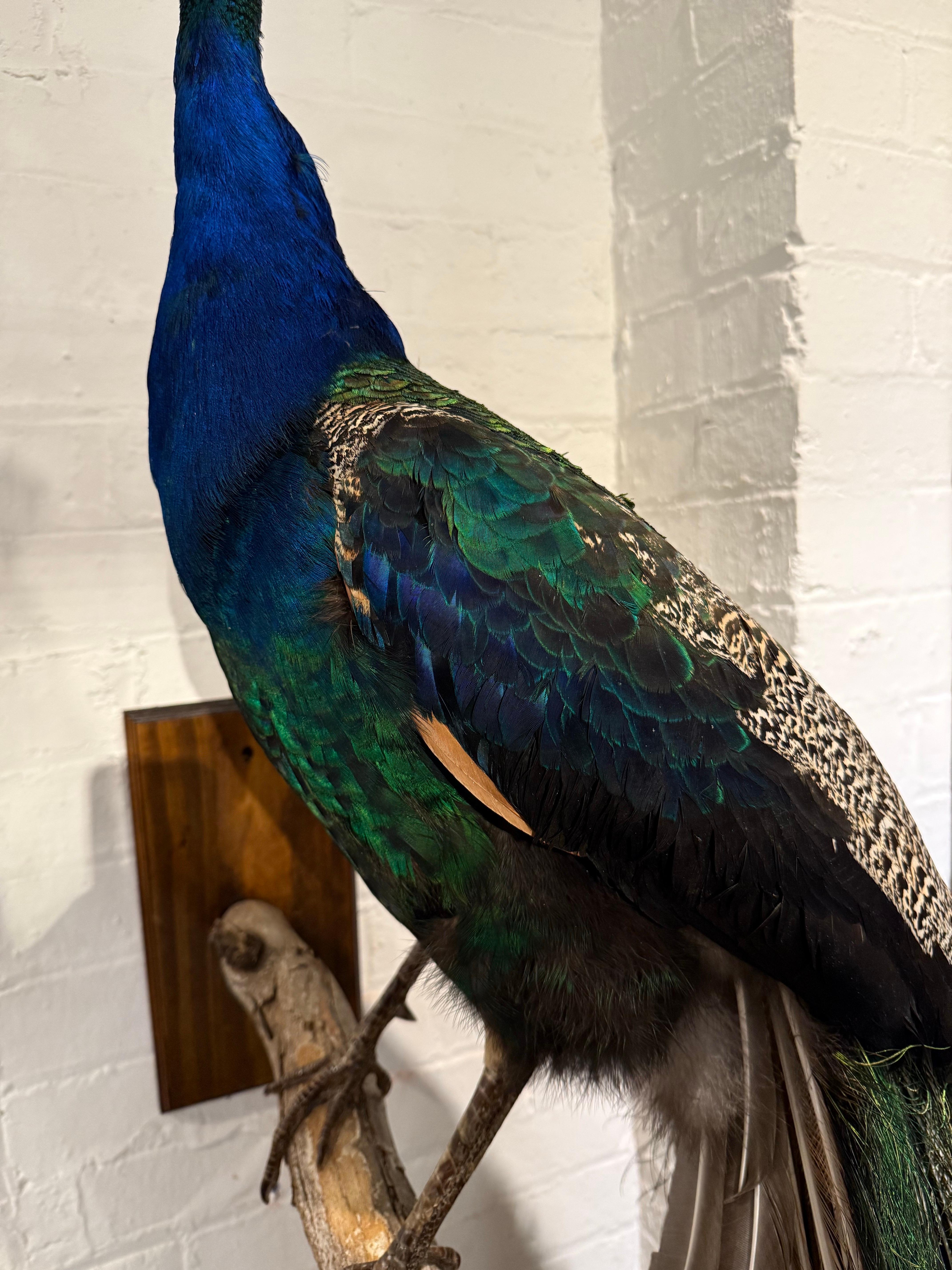 An Impressive Taxidermy Peacock For Sale 6