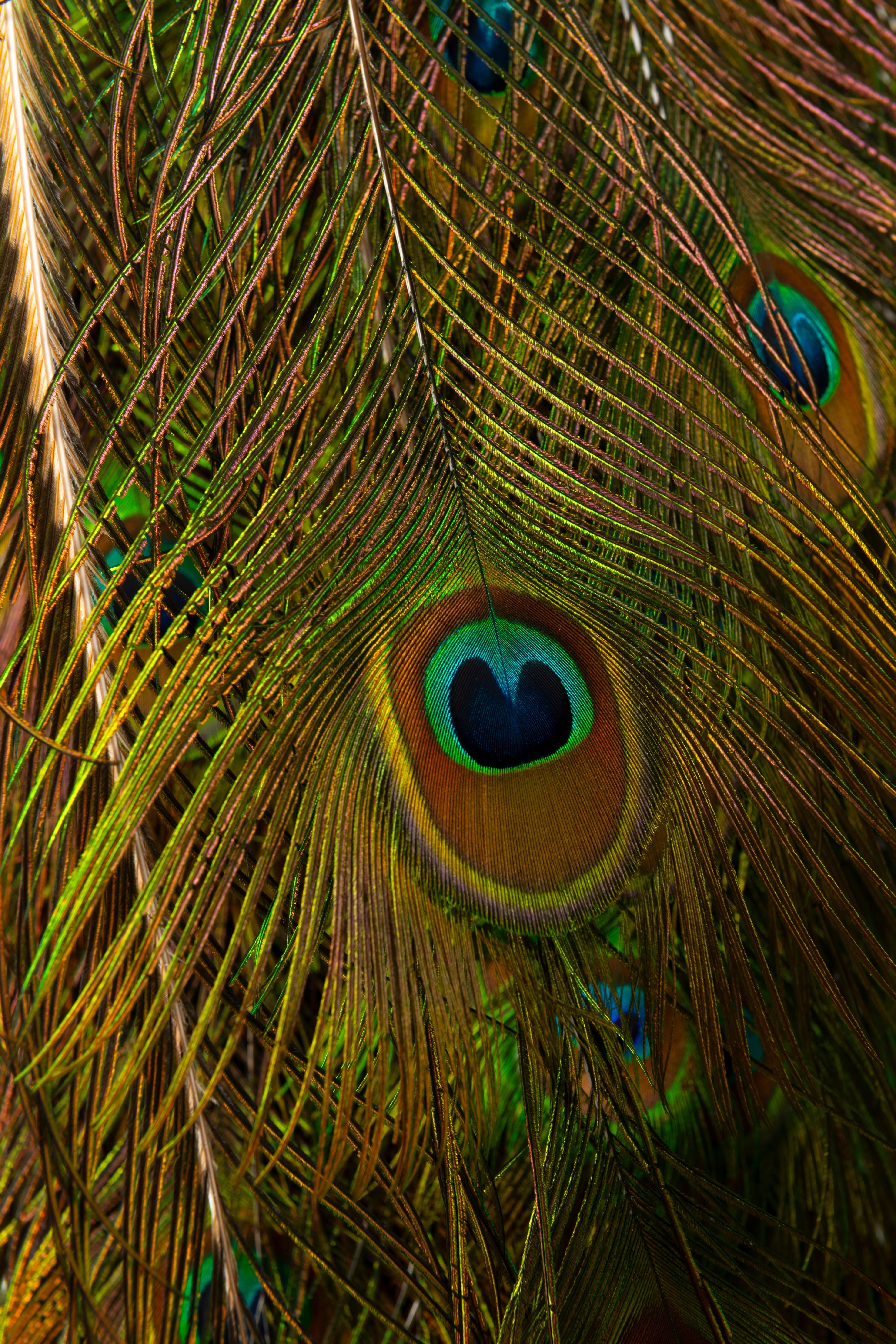 An Impressive Taxidermy Peacock

Description:
Elegantly and naturalistically perched on branch mount, set in a rectangular timber wall panel with bolection edge, the peacock facing outward, its vibrantly coloured feathers beautifully