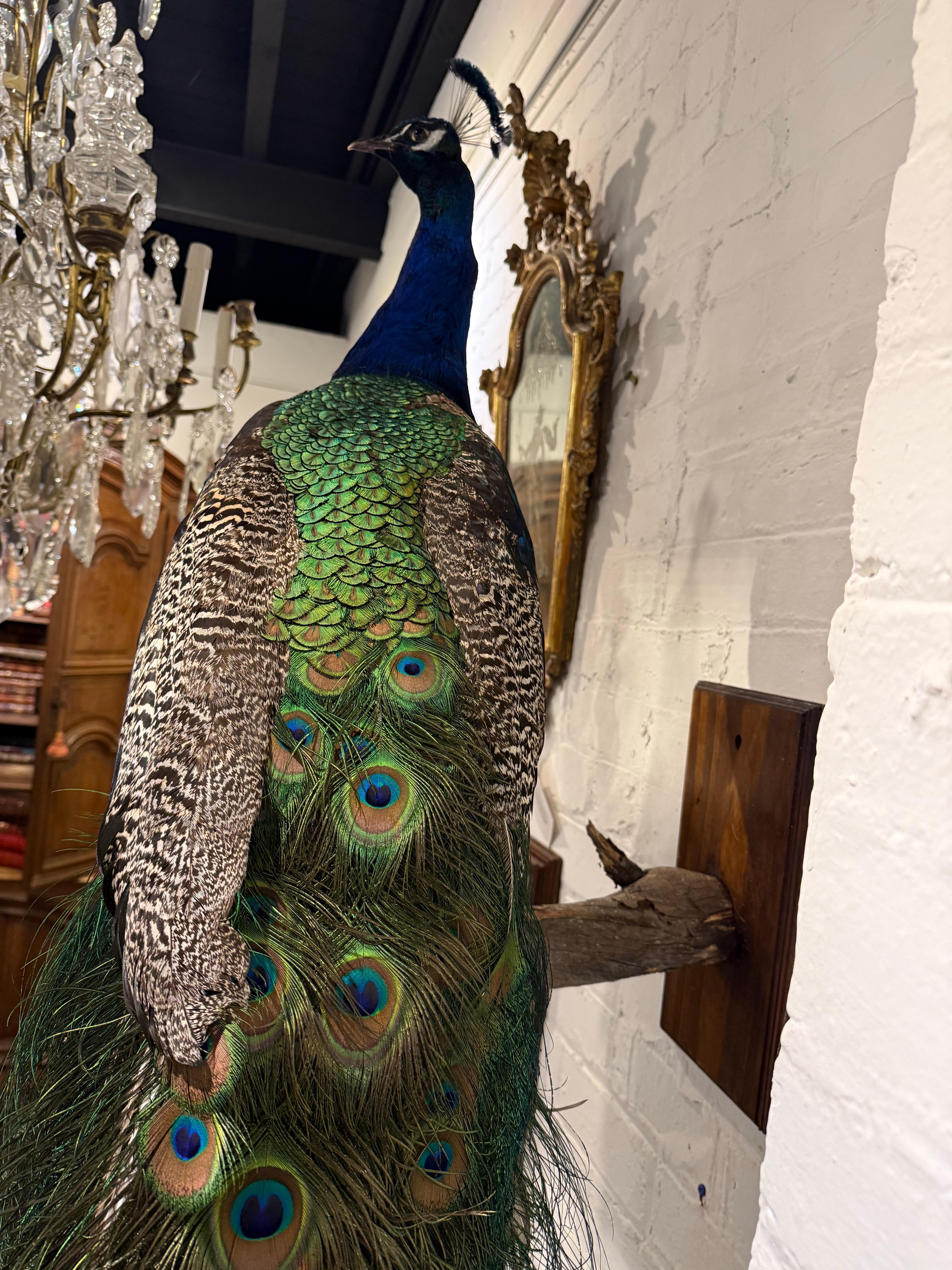 Australian An Impressive Taxidermy Peacock For Sale