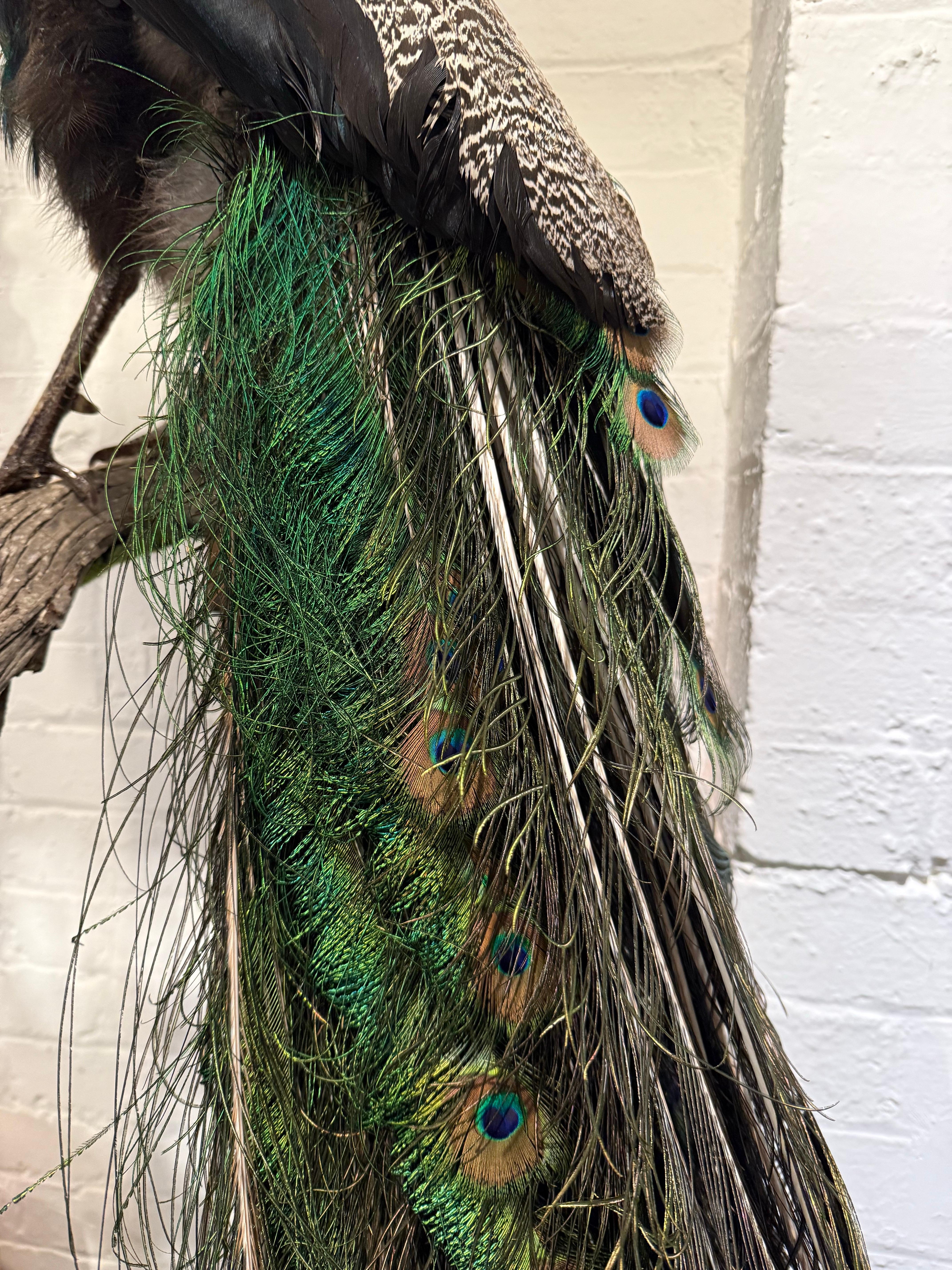 An Impressive Taxidermy Peacock In Good Condition For Sale In ARMADALE, VIC