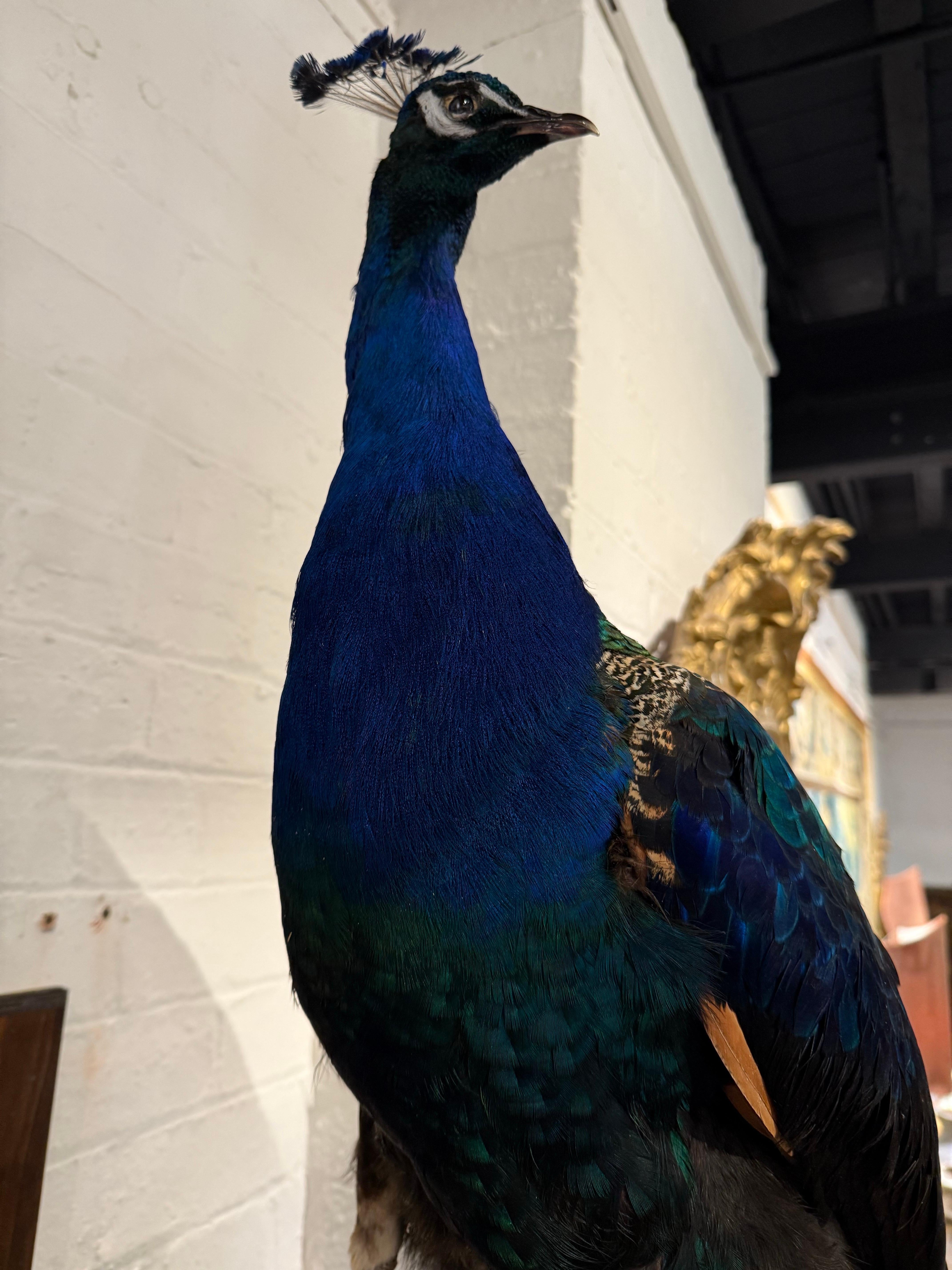 Contemporary An Impressive Taxidermy Peacock For Sale