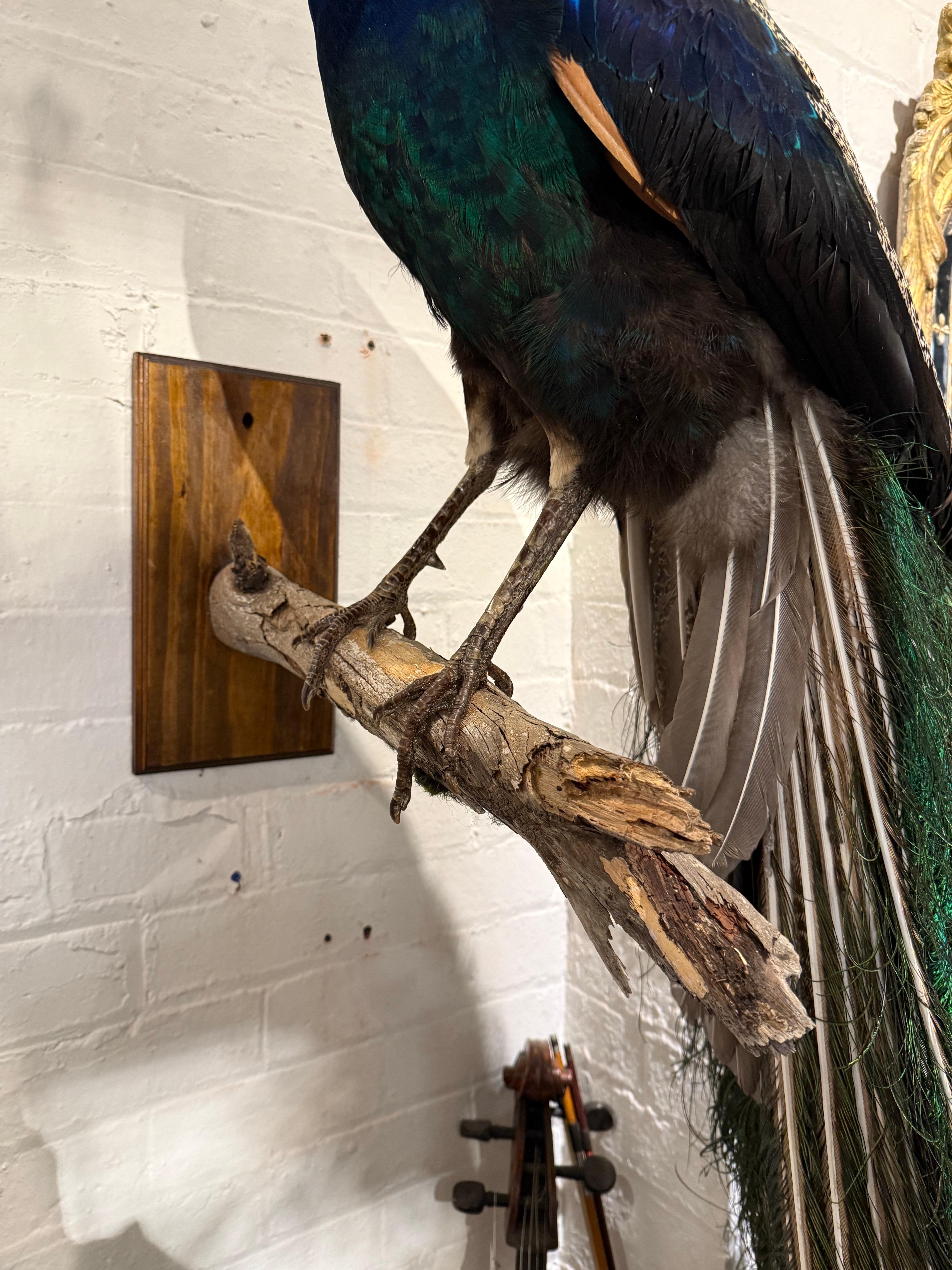 Wood An Impressive Taxidermy Peacock For Sale
