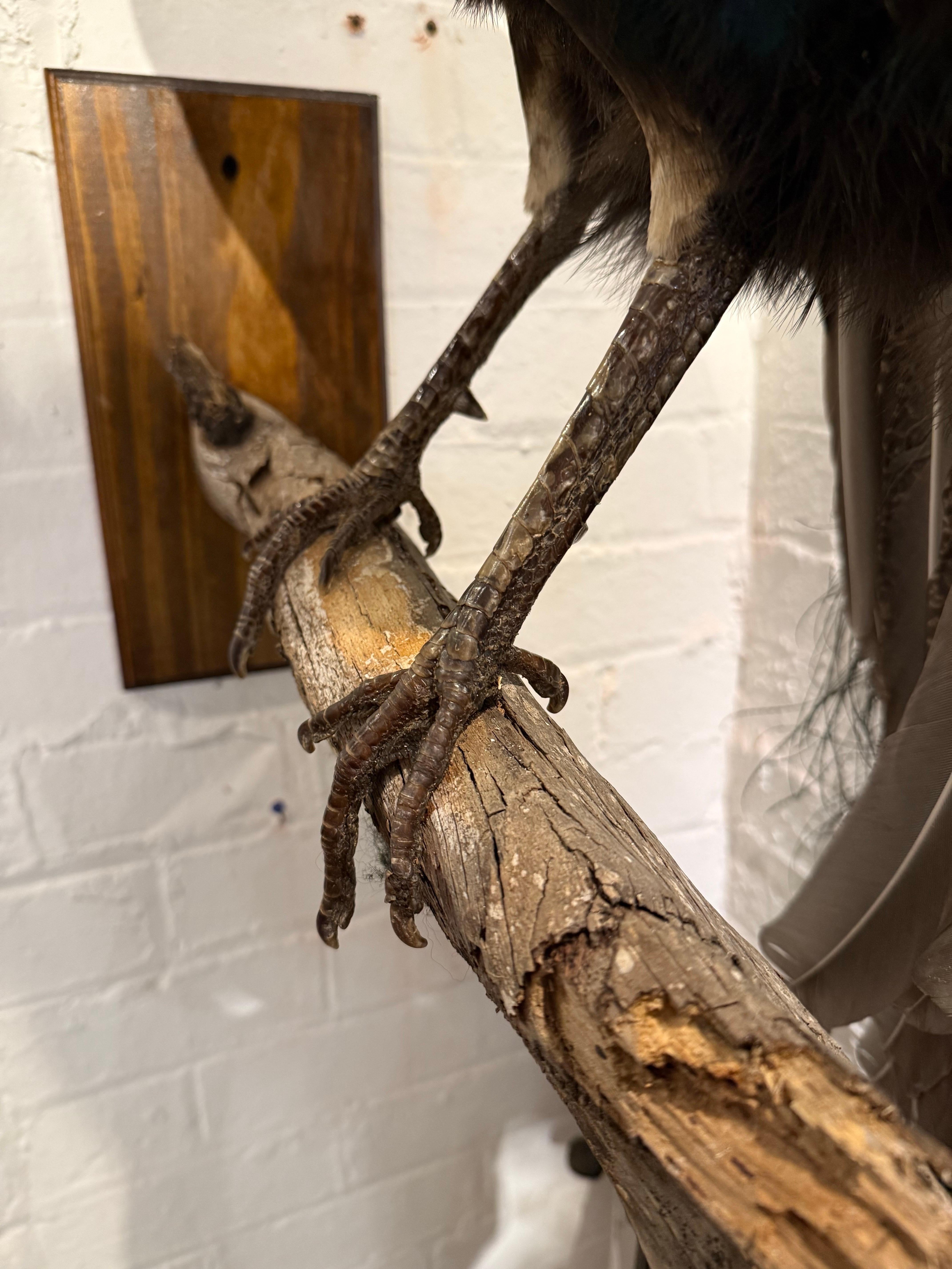 An Impressive Taxidermy Peacock For Sale 1