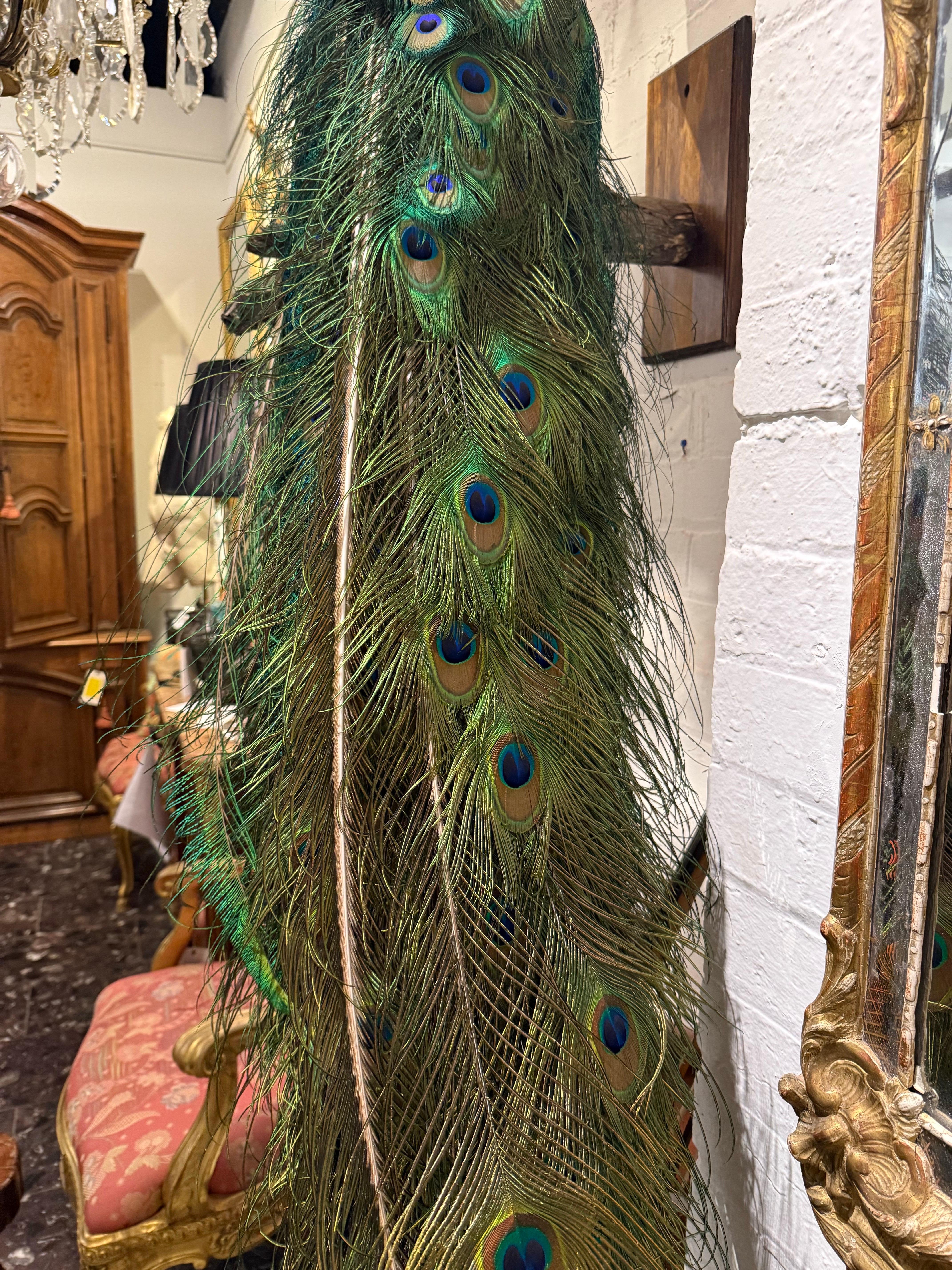 An Impressive Taxidermy Peacock For Sale 2
