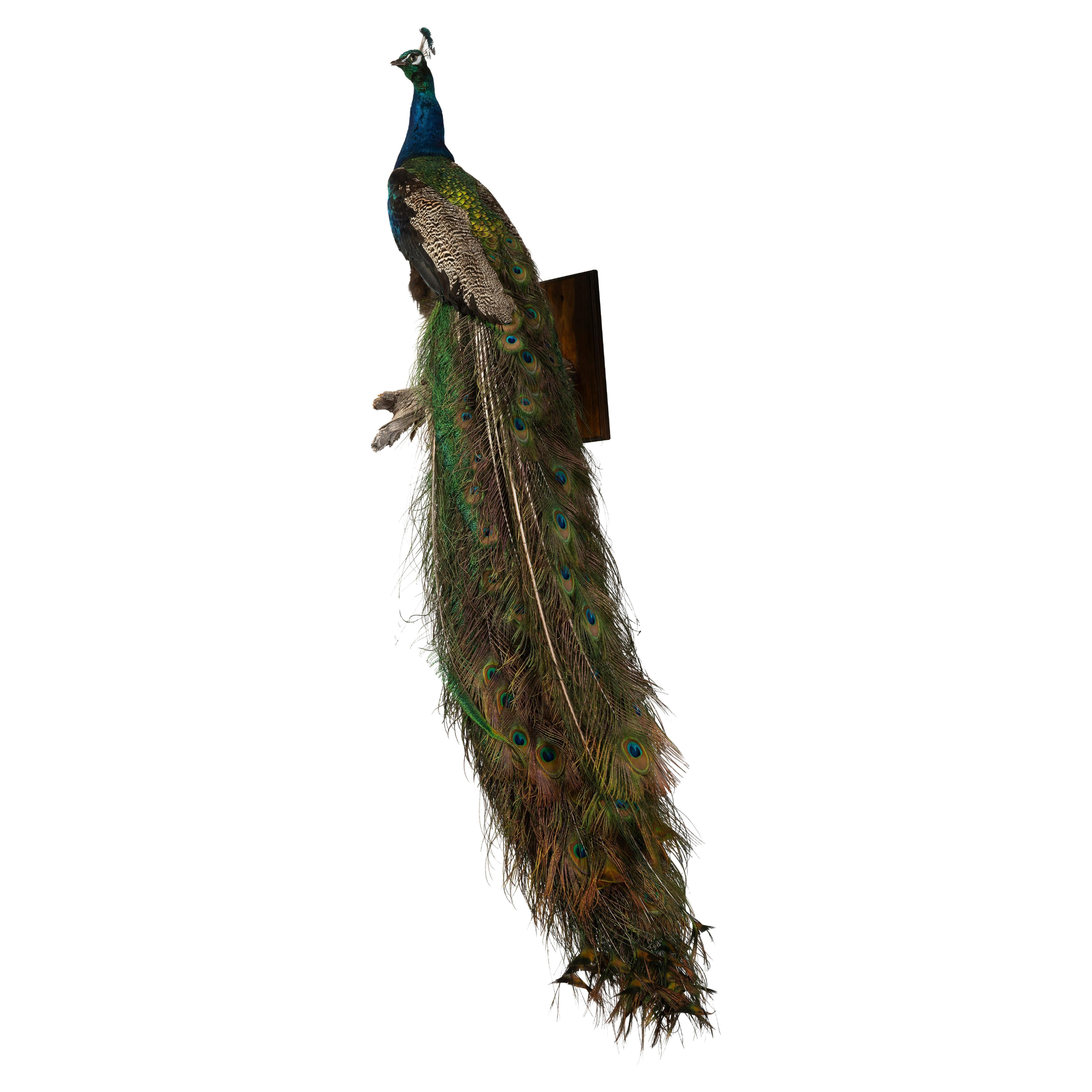 An Impressive Taxidermy Peacock For Sale