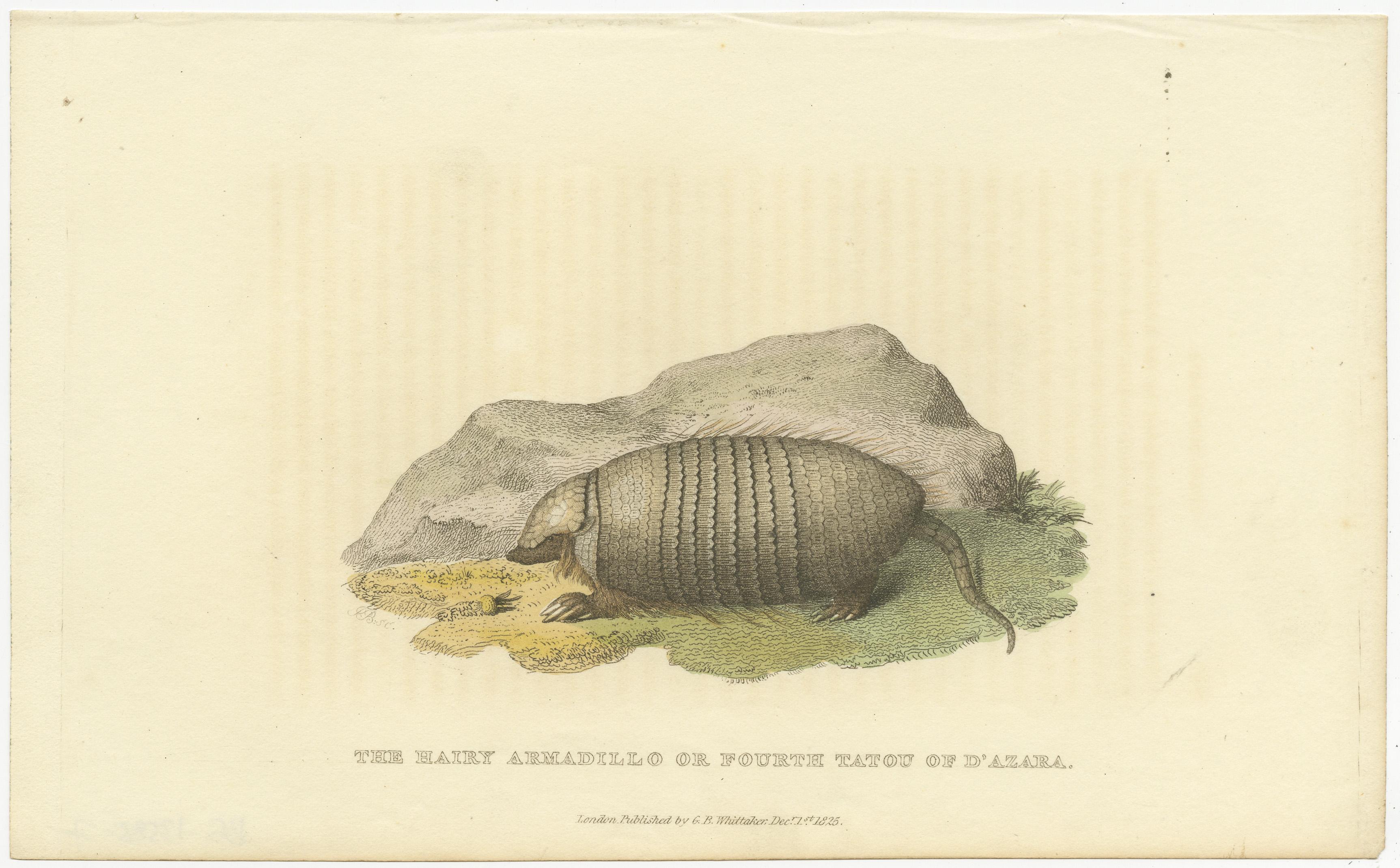 An Original 1825 Illustration of the Large Hairy Armadillo by G.B. Whittaker In Good Condition For Sale In Langweer, NL