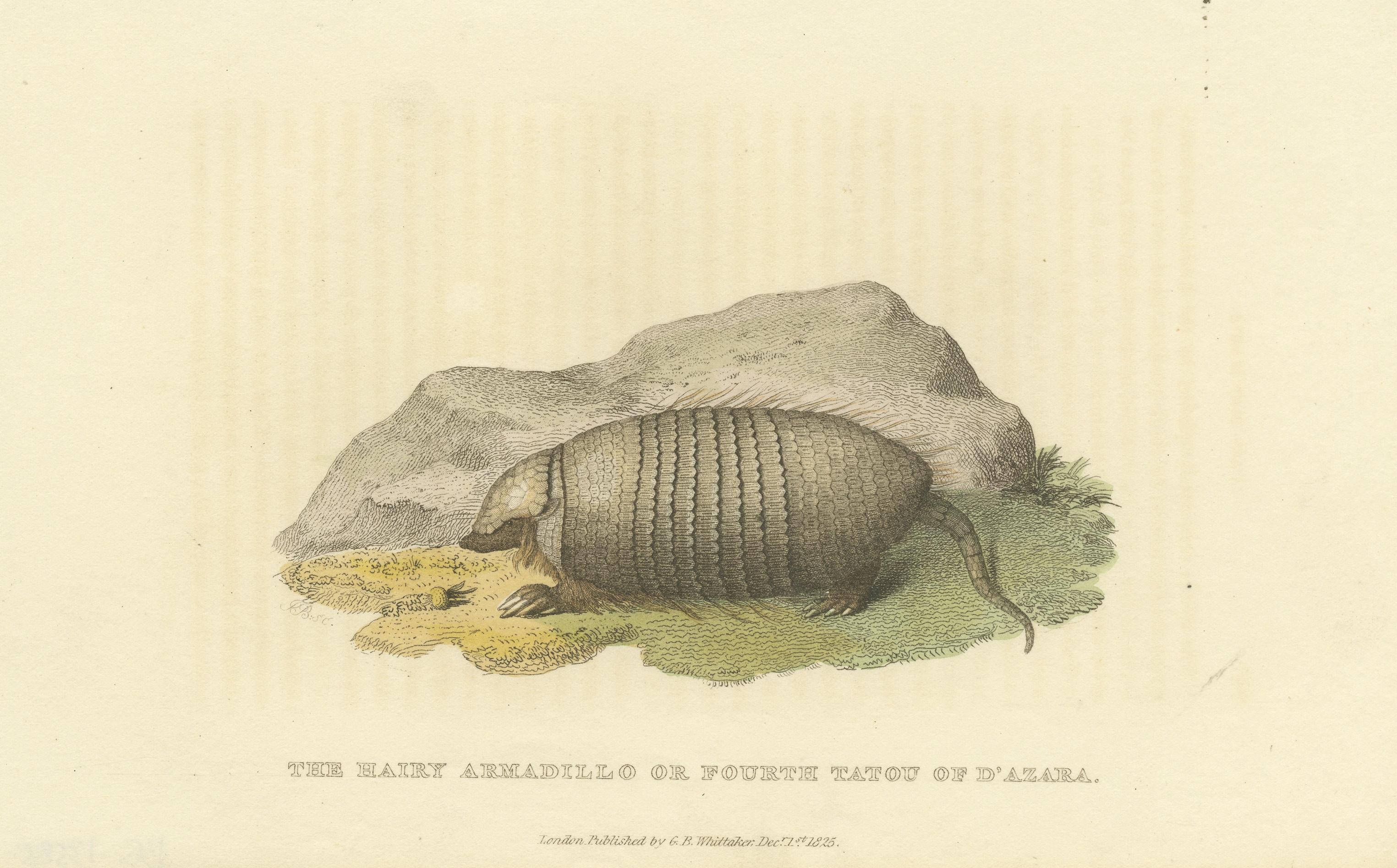 19th Century An Original 1825 Illustration of the Large Hairy Armadillo by G.B. Whittaker For Sale