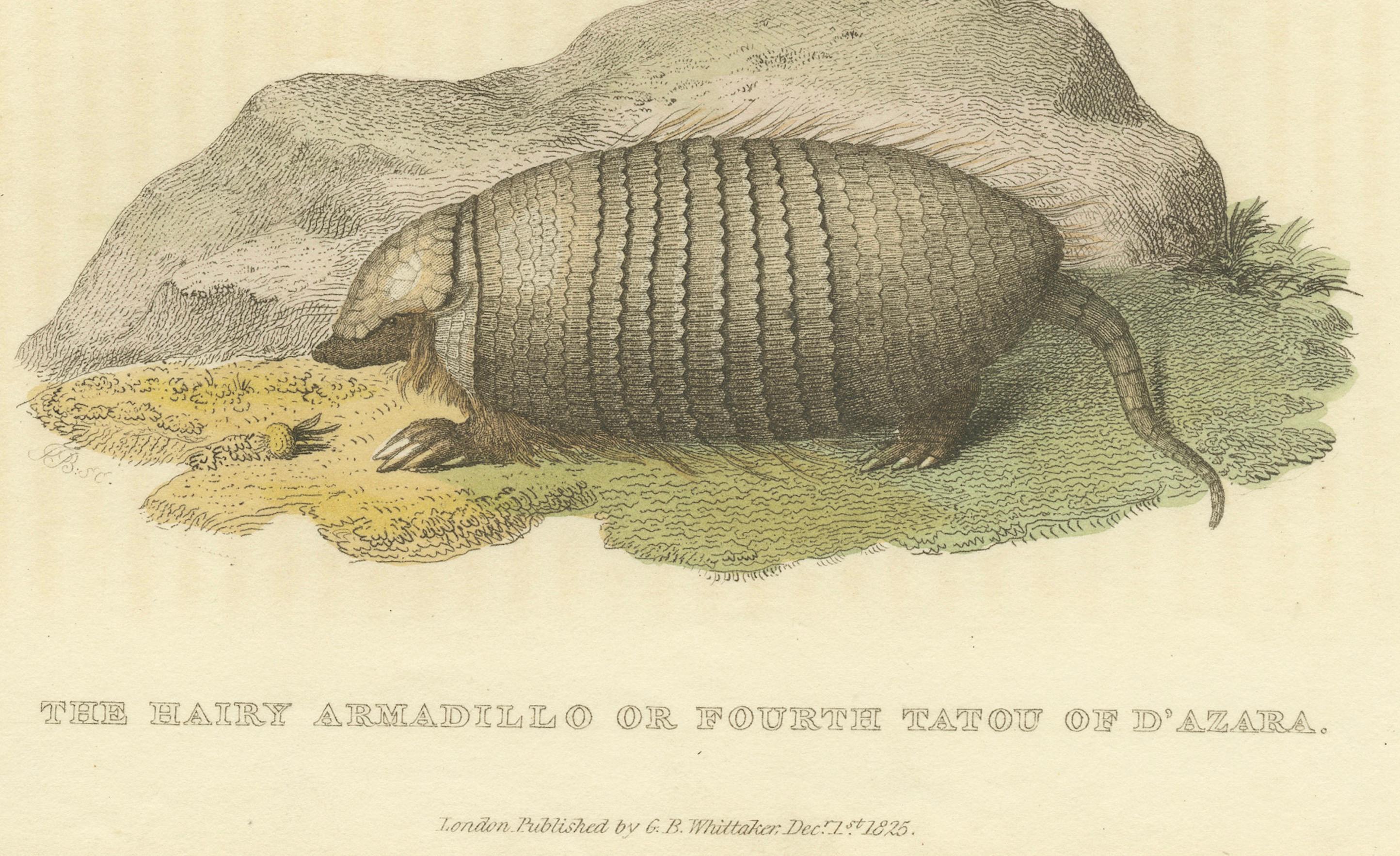 Paper An Original 1825 Illustration of the Large Hairy Armadillo by G.B. Whittaker For Sale