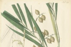 Un'illustrazione originale di palma antica del Calamus Melanoloma, 1847