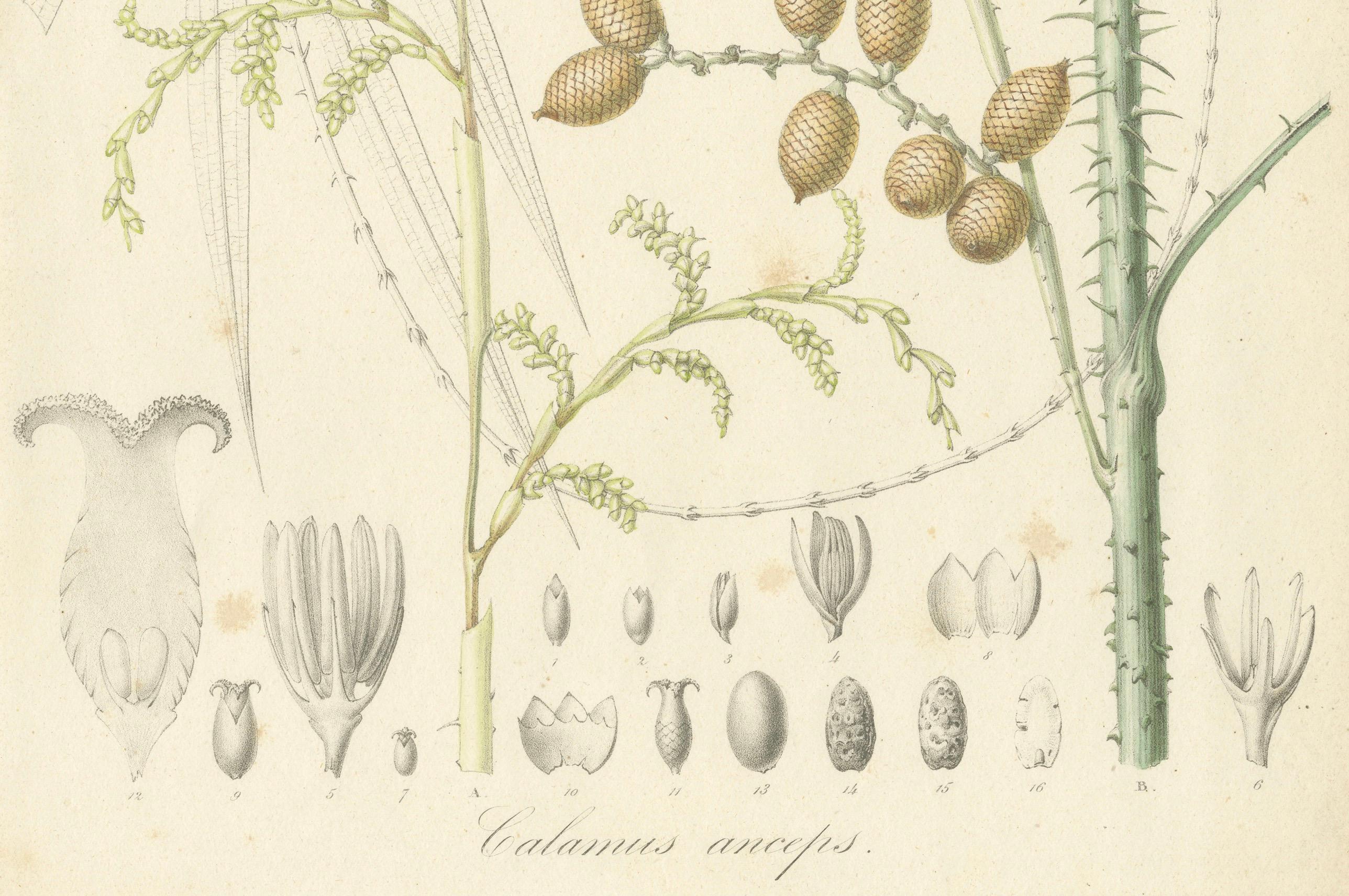 Un'illustrazione originale di palma antica del Calamus Melanoloma, 1847 In condizioni buone in vendita a Langweer, NL