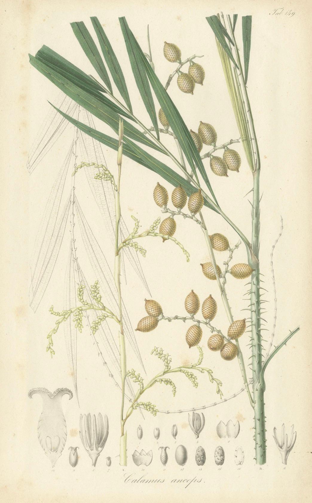 Metà XIX secolo Un'illustrazione originale di palma antica del Calamus Melanoloma, 1847 in vendita