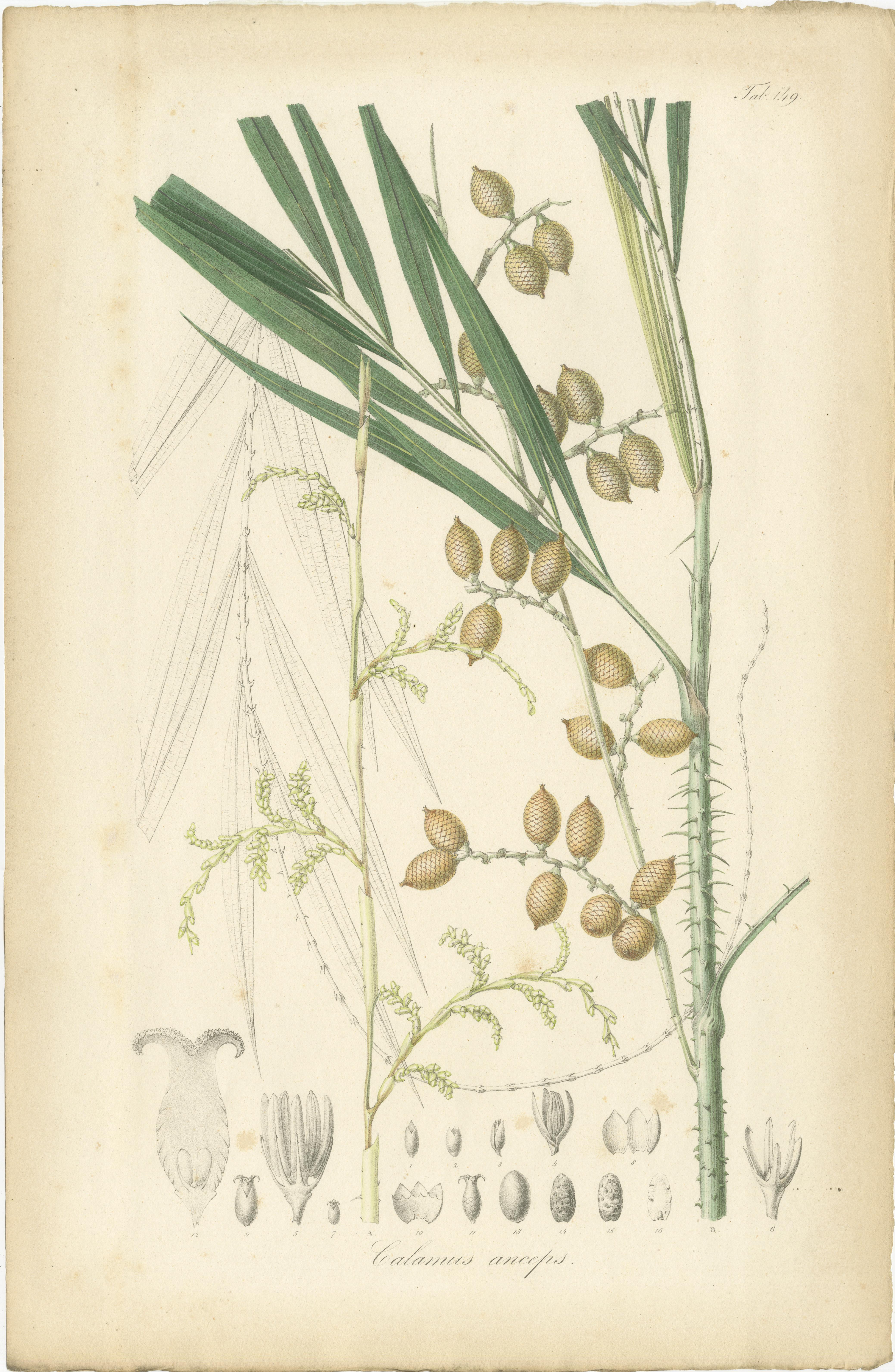 Carta Un'illustrazione originale di palma antica del Calamus Melanoloma, 1847 in vendita