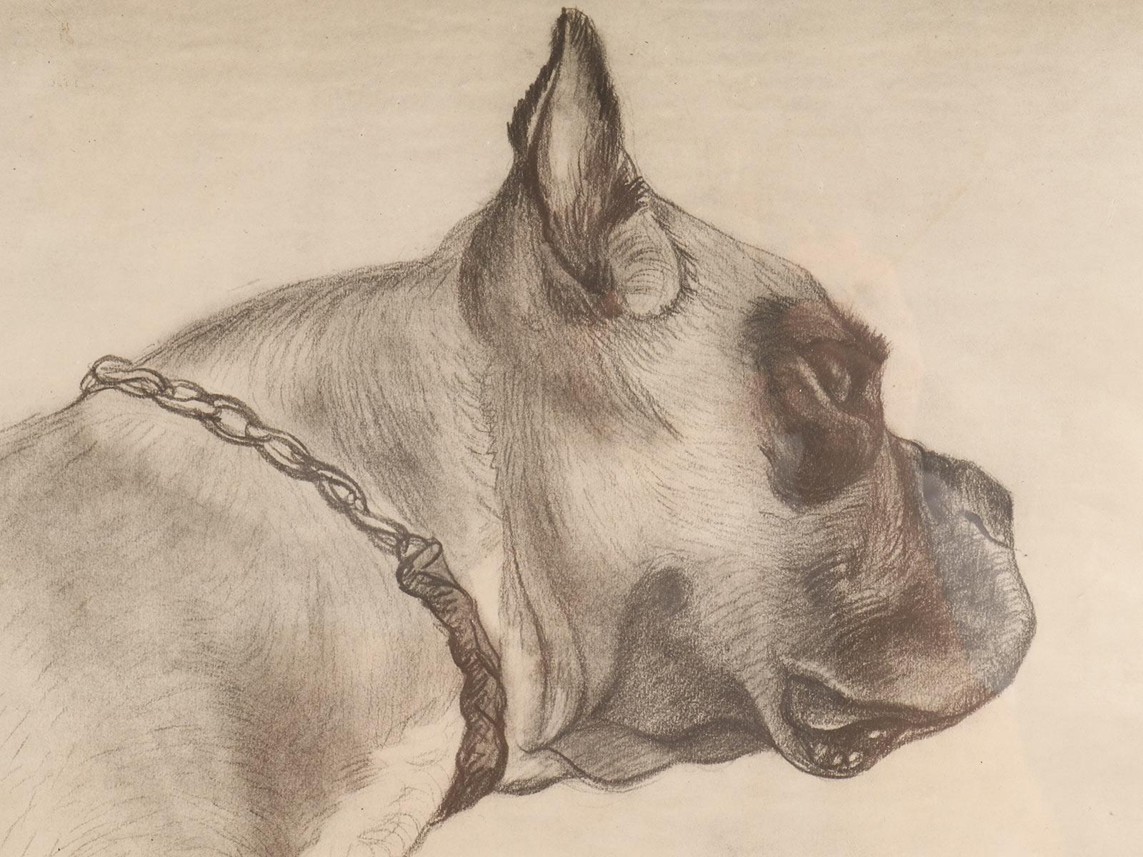 Américain Gravure originale représentant la tête d'un chien boxer, USA 1930. en vente