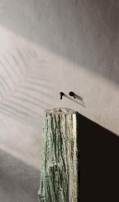 An Outstanding, Highly Important Fossilised Tree