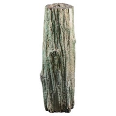 Un árbol fosilizado excepcional y de gran importancia