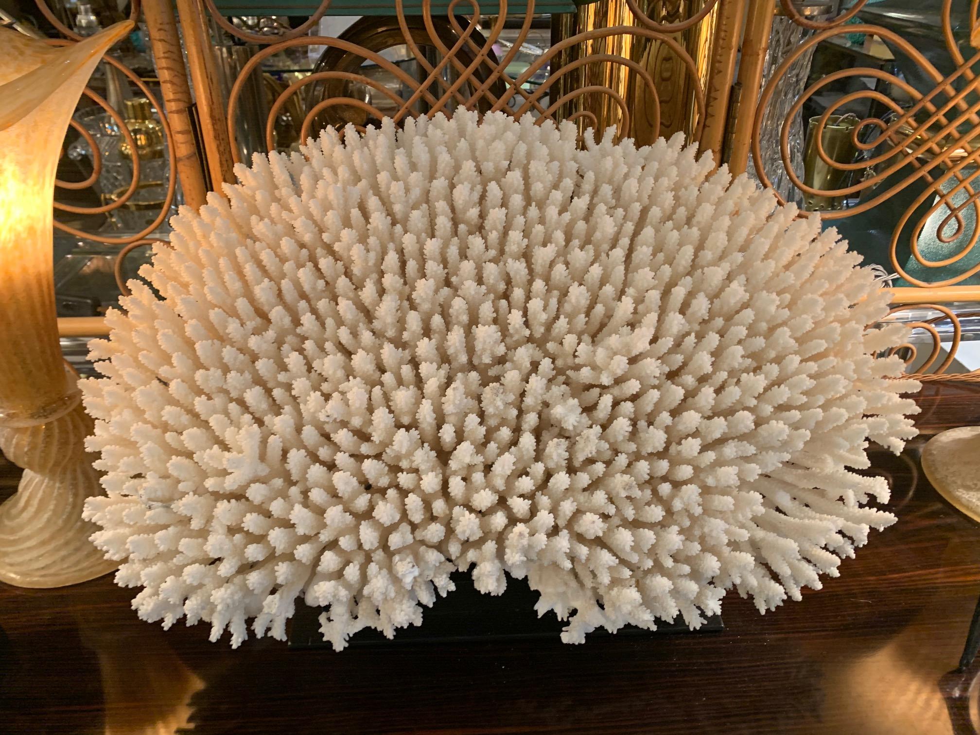 Stunning Large Antique Circular Piece of Lace Coral Mounted on Museum Stand 6