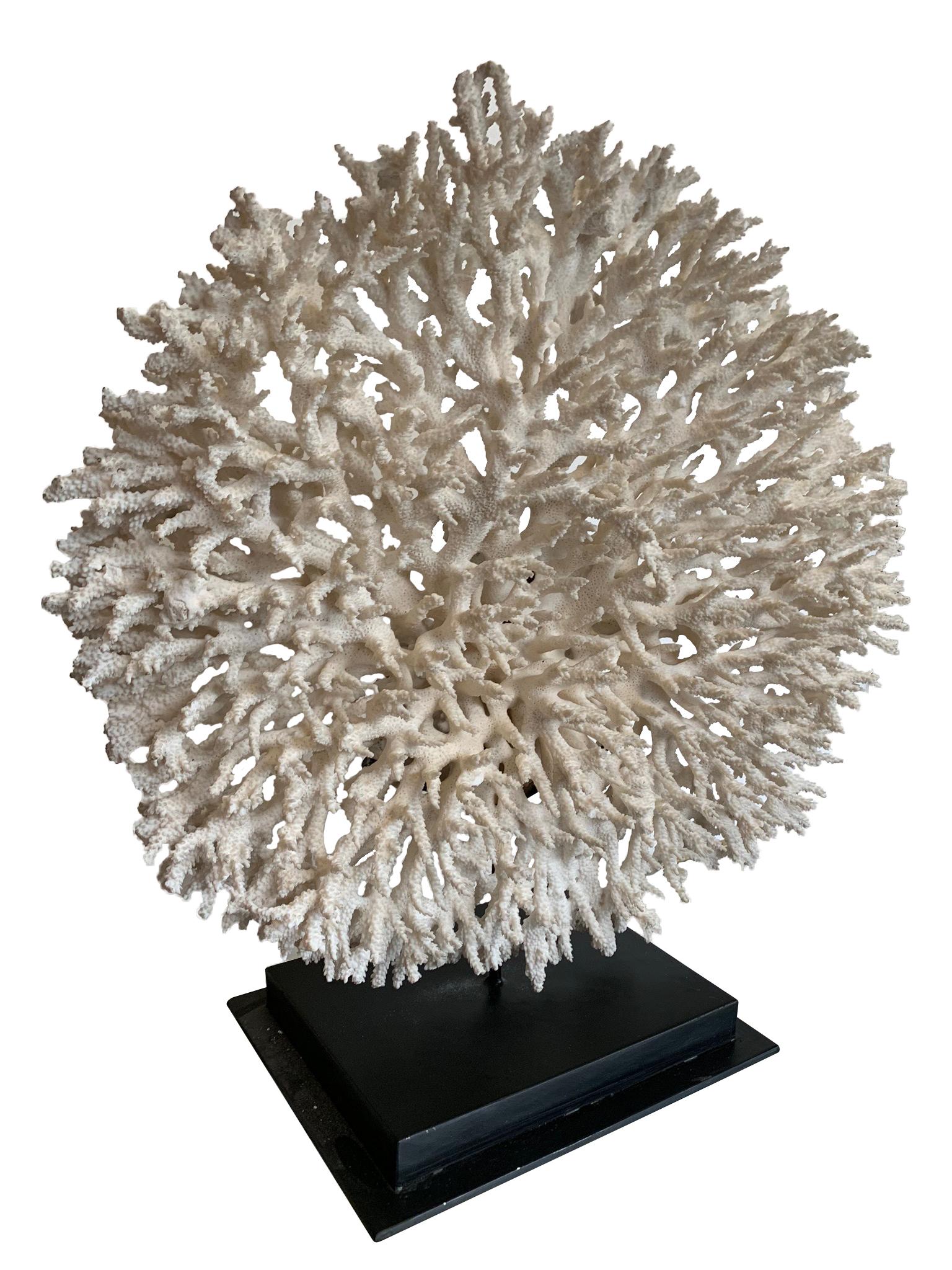An stunning large antique circular piece of lace coral mounted on black metal museum stand. 

Please note this item cannot be shipped to the USA or outside Europe.
