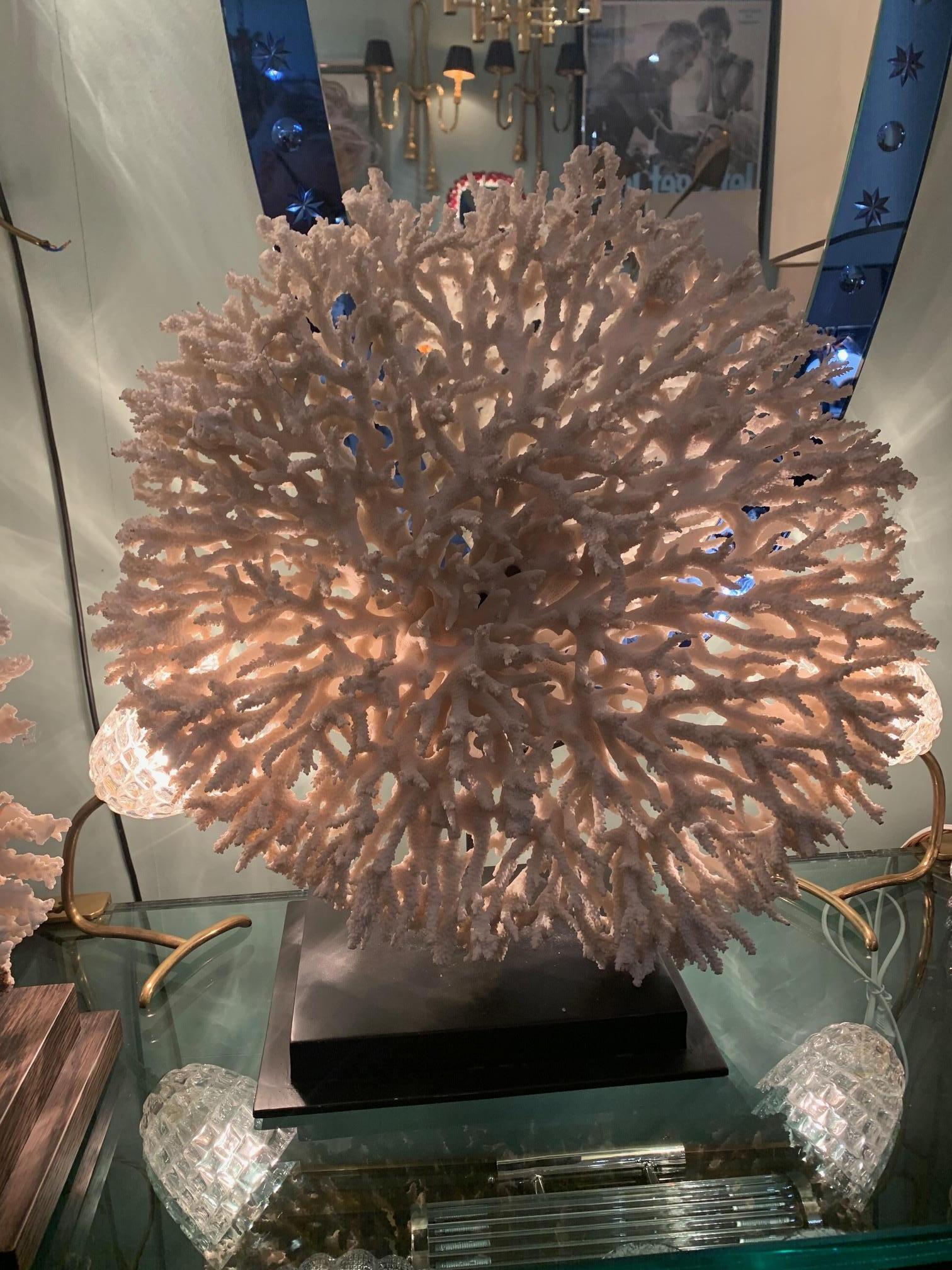 Stunning Large Antique Circular Piece of Lace Coral Mounted on Museum Stand In Good Condition In London, GB