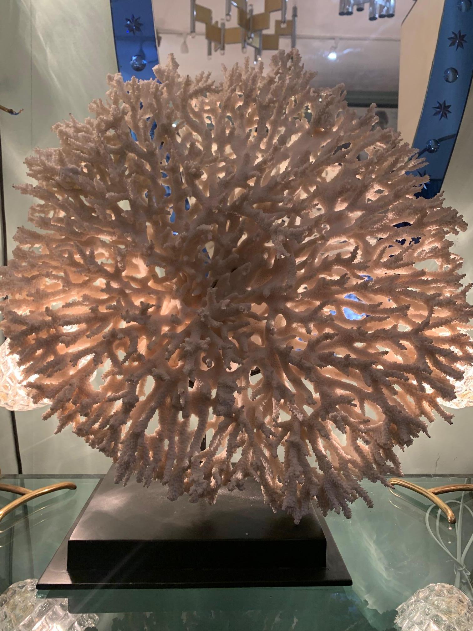 Stunning Large Antique Circular Piece of Lace Coral Mounted on Museum Stand 1