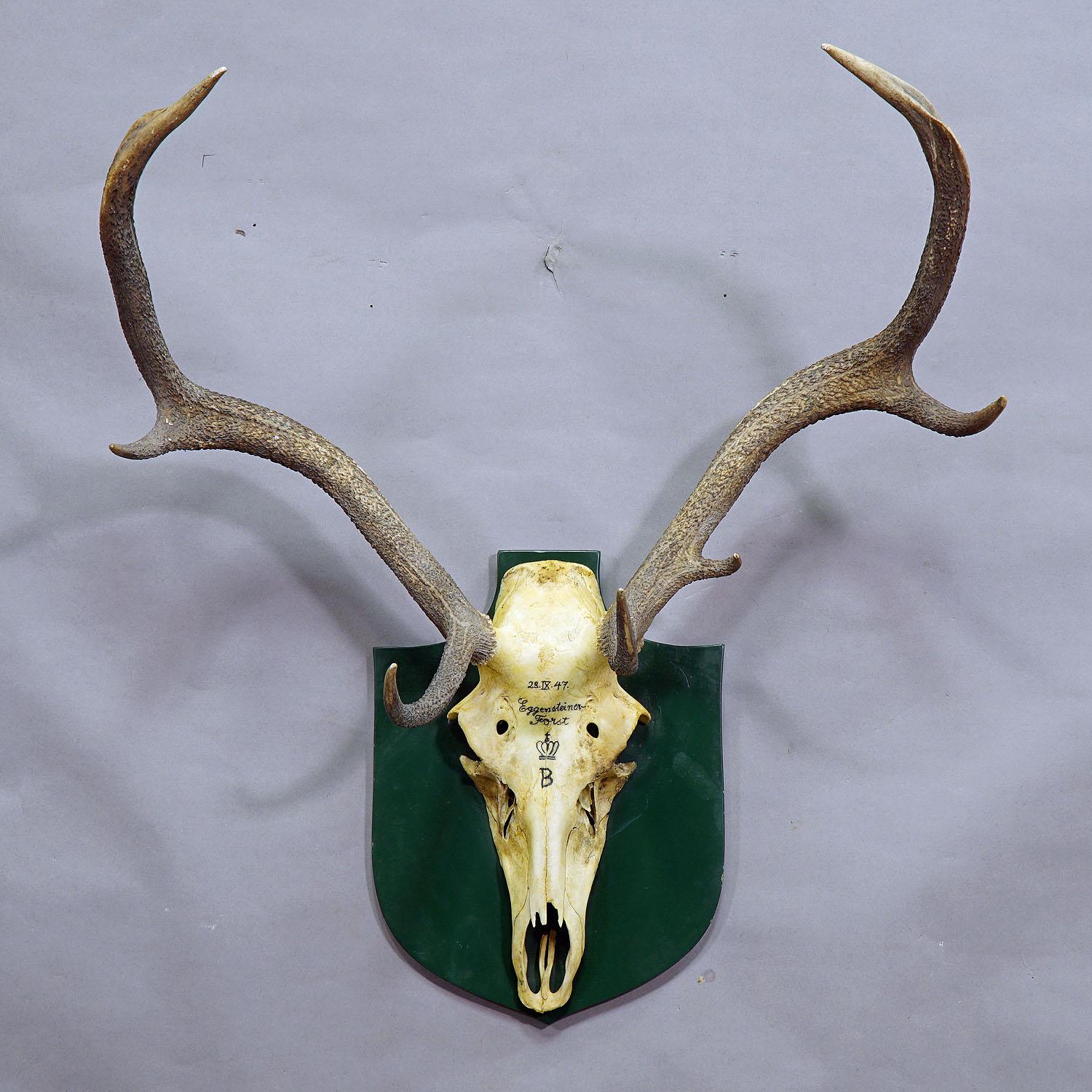 An uneven 10 pointer Black Forest deer trophy from the palace of salem in South Germany. shoot by a member of the lordly family of Baden in 1947. Handwritten inscriptions on the skull with, place of the hunt, family crest and date. mounted on a