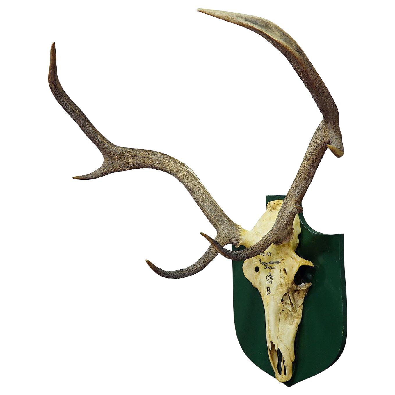 Uneven 10 Pointer Black Forest Deer Trophy from the Palace of Salem in South