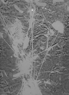 Pièce unique, Photographie réalisée sans appareil photo, Rayogram, eau et plantes