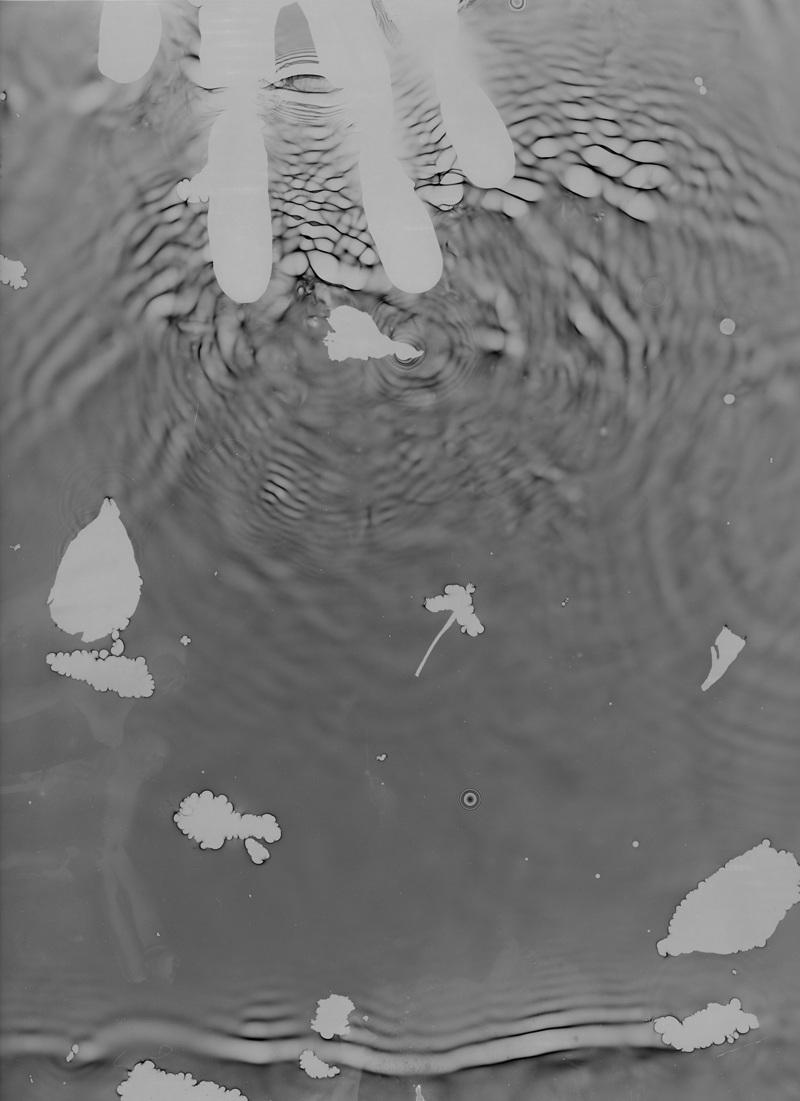 Ana Paes Landscape Photograph - Unique piece, Photography made without a camera, Rayogram, Water and plants