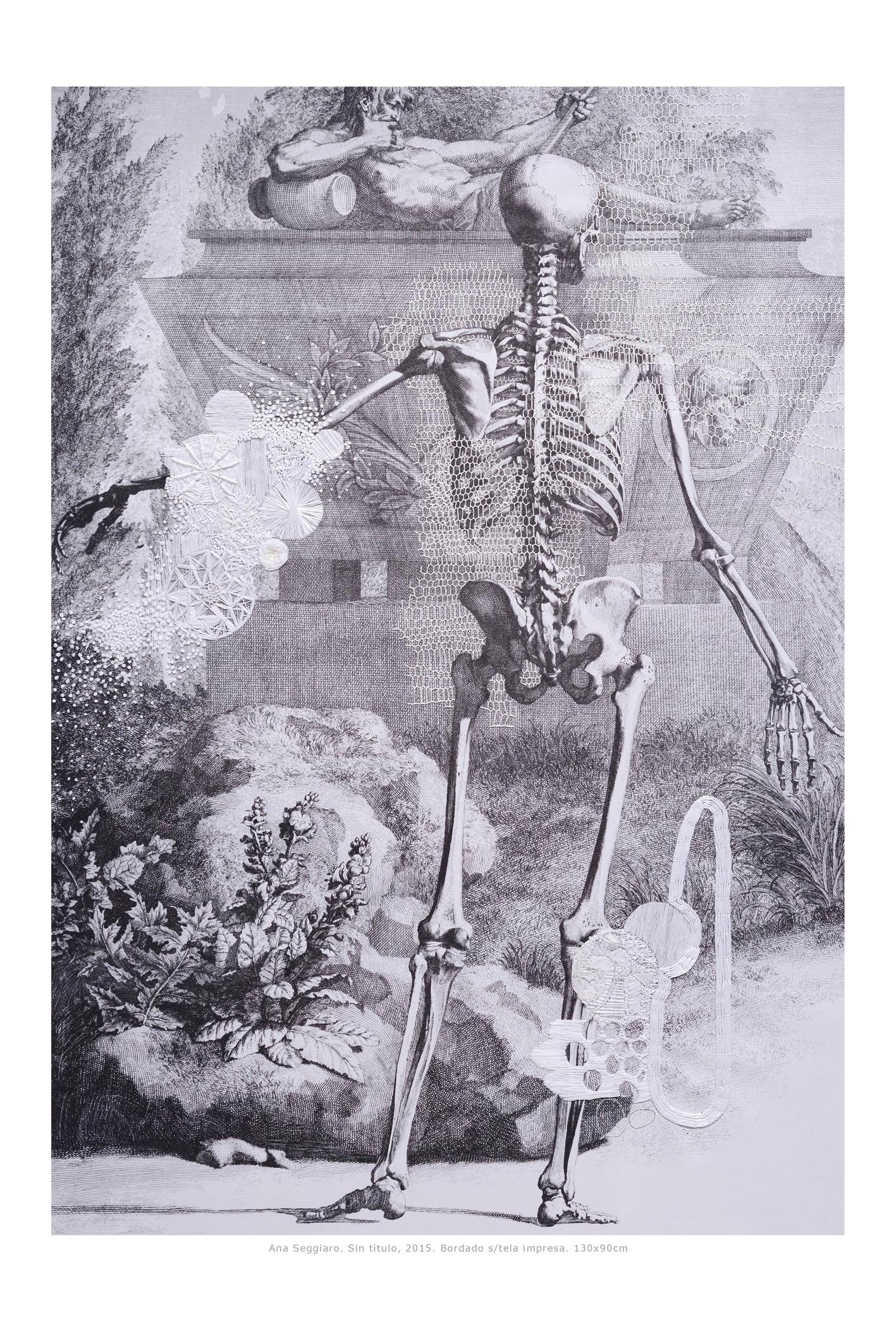 albinus skeleton