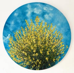 Flowers of Loussios - Circular oil painting, yellow wildflowers nature blue sky