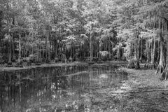 Cypresses, Tallahassee, 2020