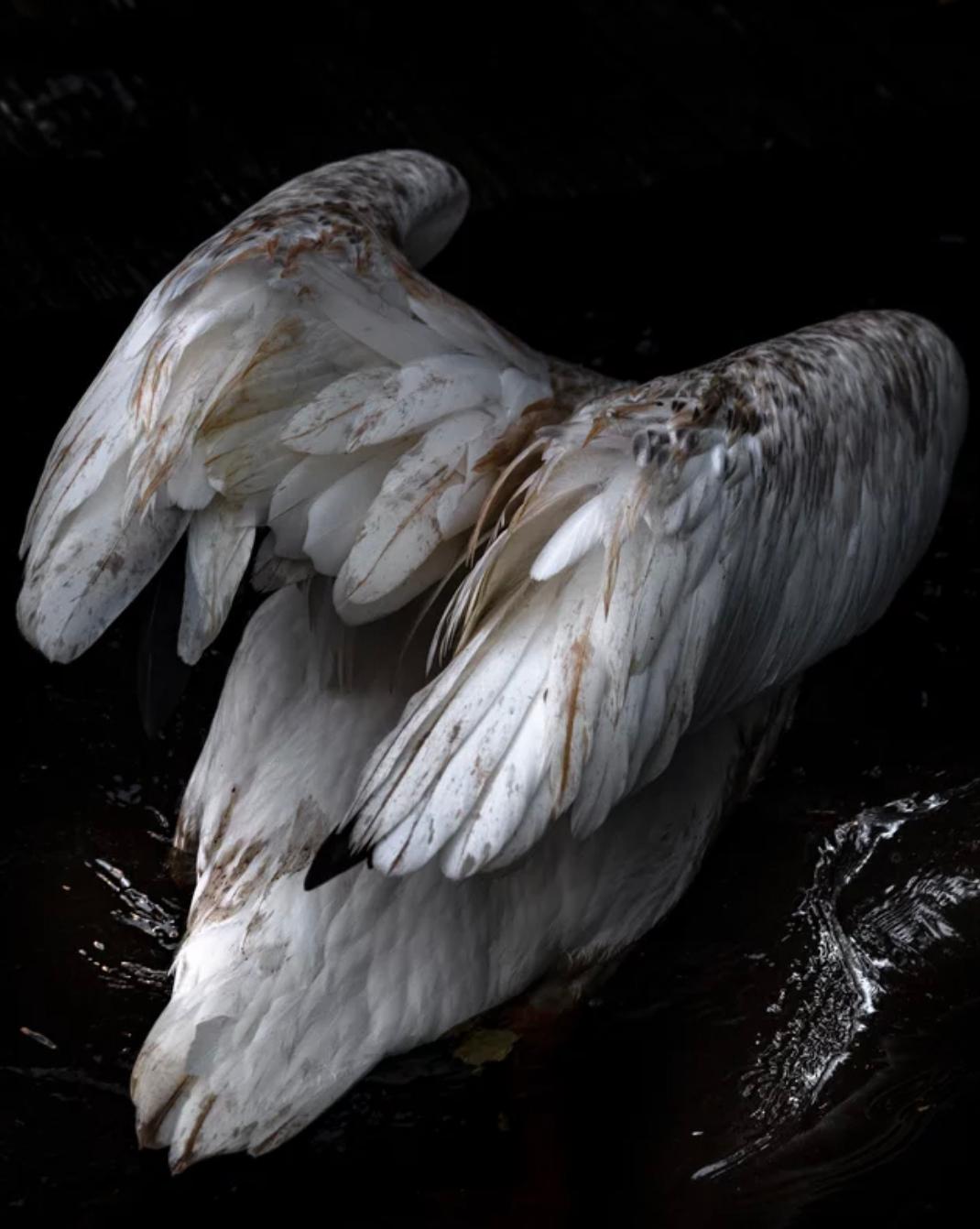 Anastasia Samoylova Color Photograph - Diving Pelican , 2018