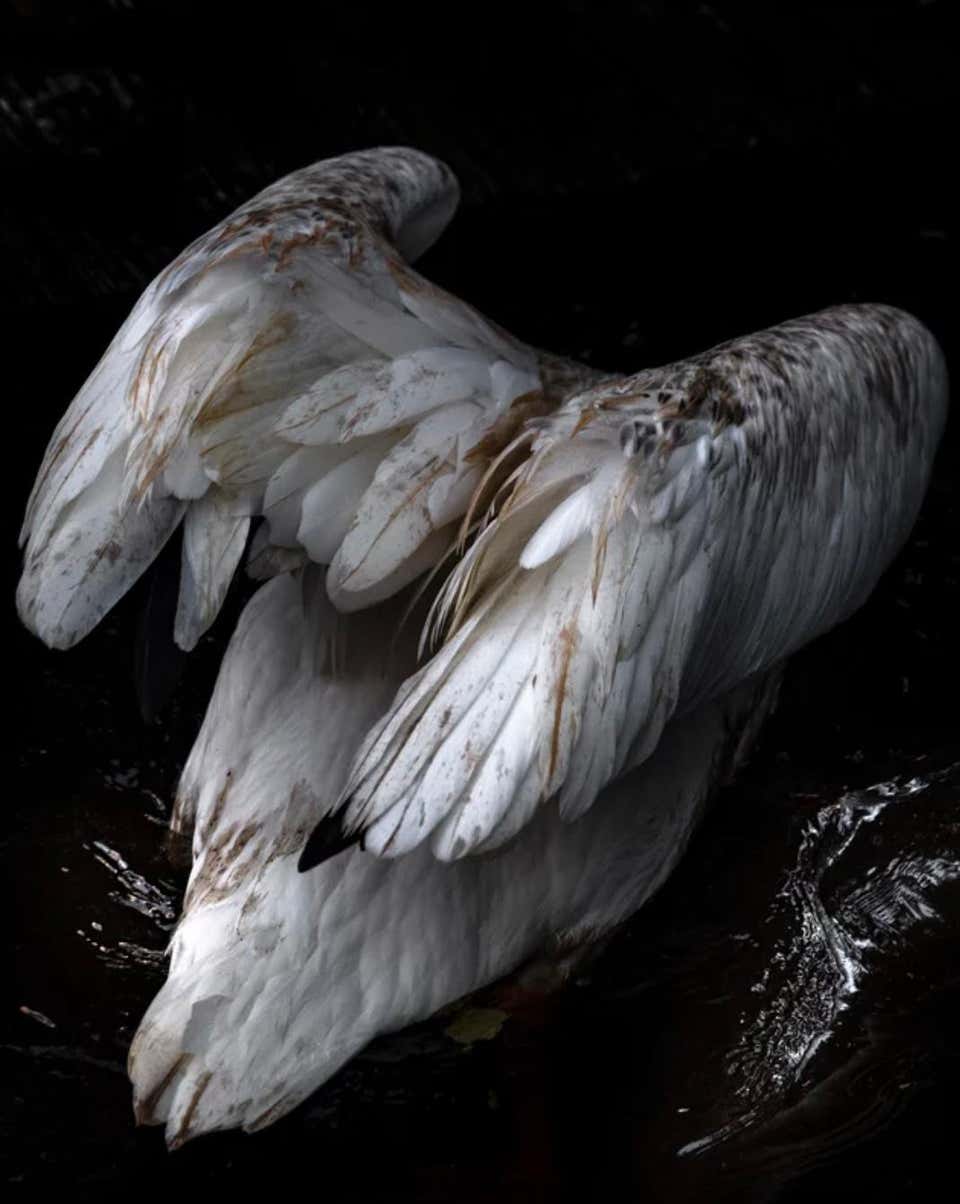 Diving Pelican , 2018