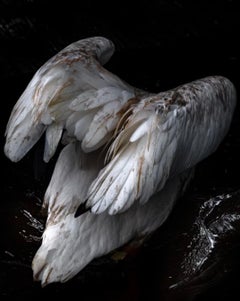 Diving Pelican , 2018