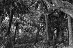Bosque, Estero, 2020